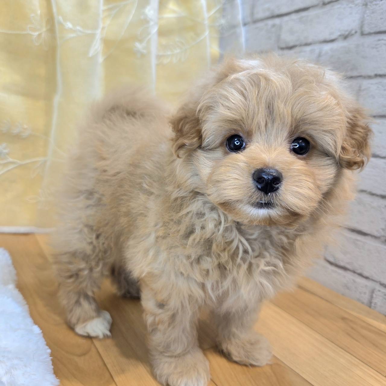 長野県のポメプー(ポメラニアン×プードル) (犬の家＆猫の里カインズ梓川店/2026年2月8日生まれ/男の子/クリーム)の子犬の1枚目の画像