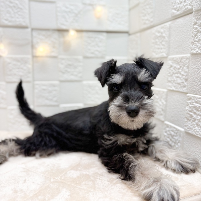 東京都のミニチュアシュナウザー (犬の家＆猫の里ペットフォレスト小平店/2025年12月17日生まれ/女の子/ブラックシルバー)の子犬の1枚目の画像