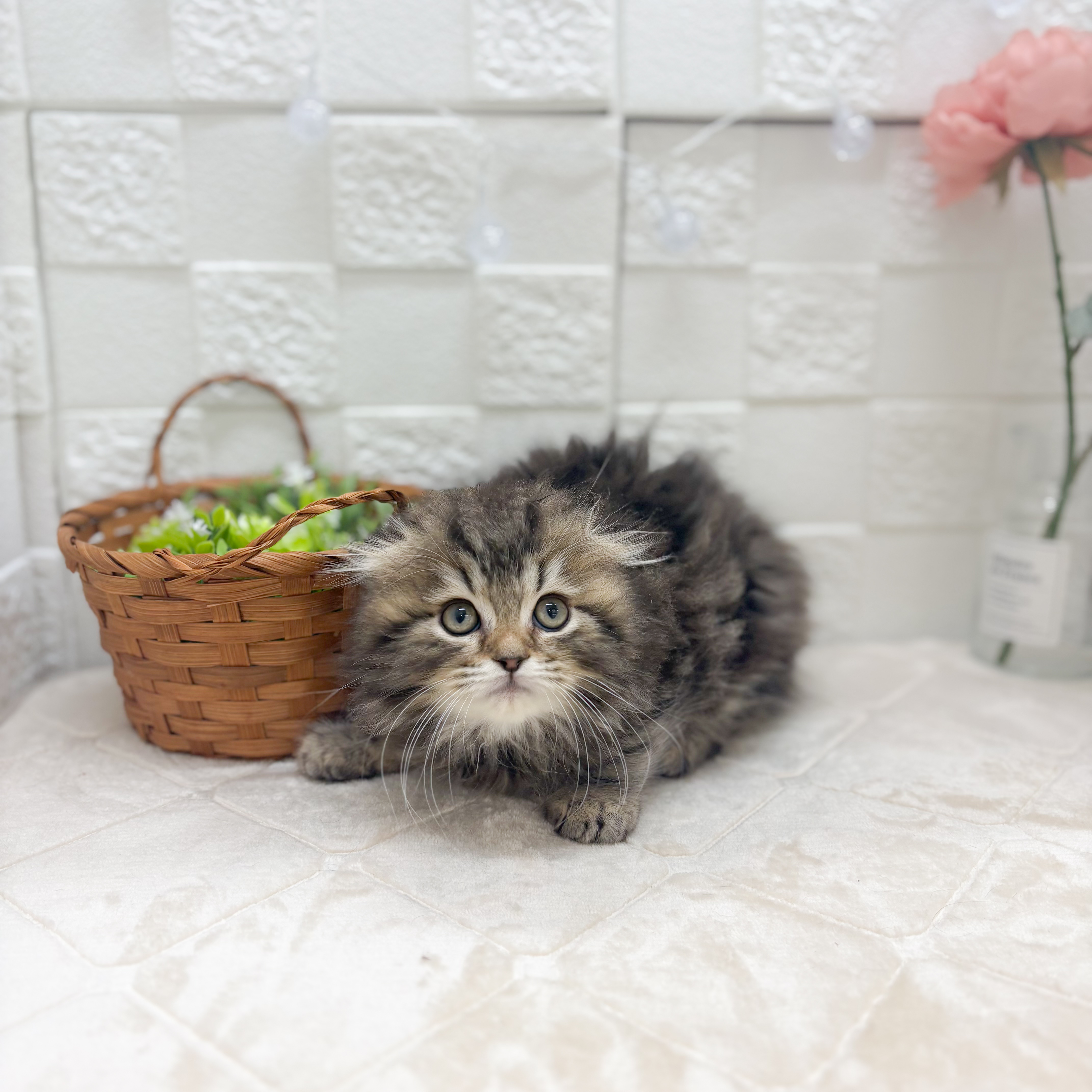 東京都のスコティッシュフォールド (犬の家＆猫の里ペットフォレスト小平店/2025年12月2日生まれ/男の子/ブラウンタビー)の子猫の1枚目の画像