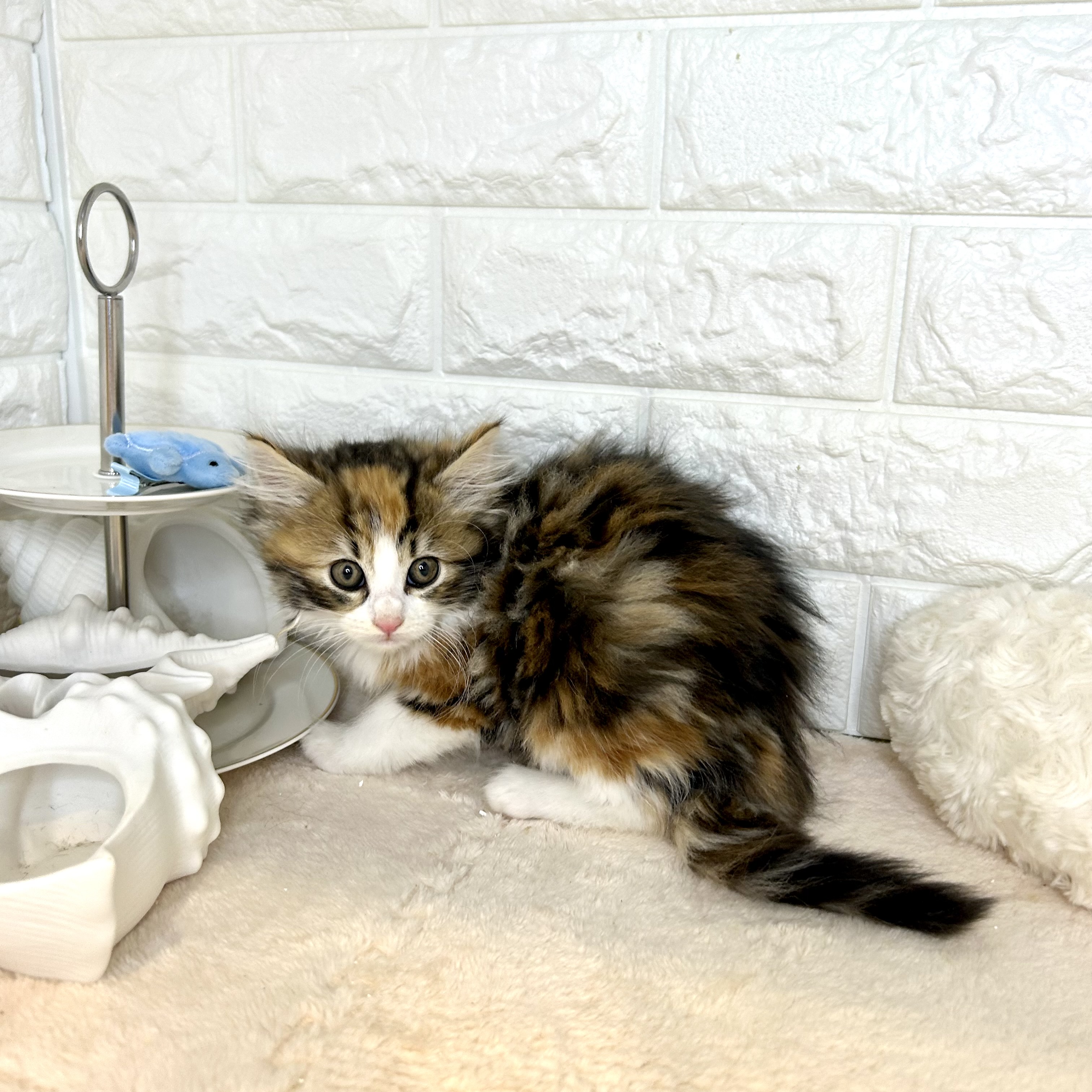 東京都のノルウェージャンフォレストキャット (犬の家＆猫の里新宿店/2025年9月30日生まれ/女の子/キャリコ)の子猫の1枚目の画像