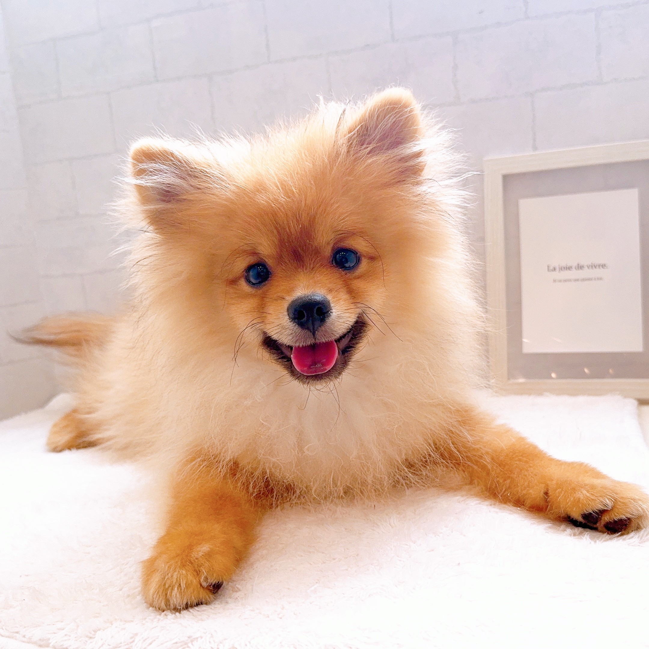 石川県のポメラニアン (犬の家＆猫の里金沢店/2025年10月1日生まれ/男の子/オレンジ)の子犬の1枚目の画像