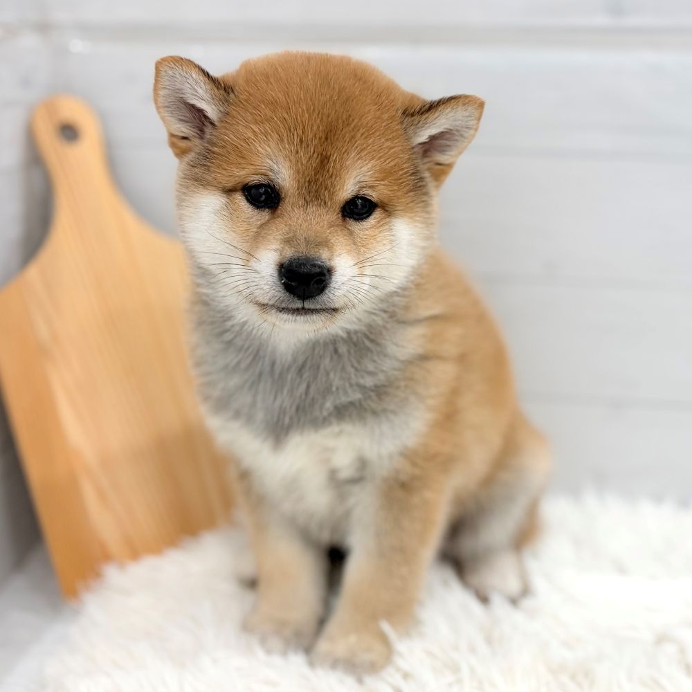 柴犬男の子の写真