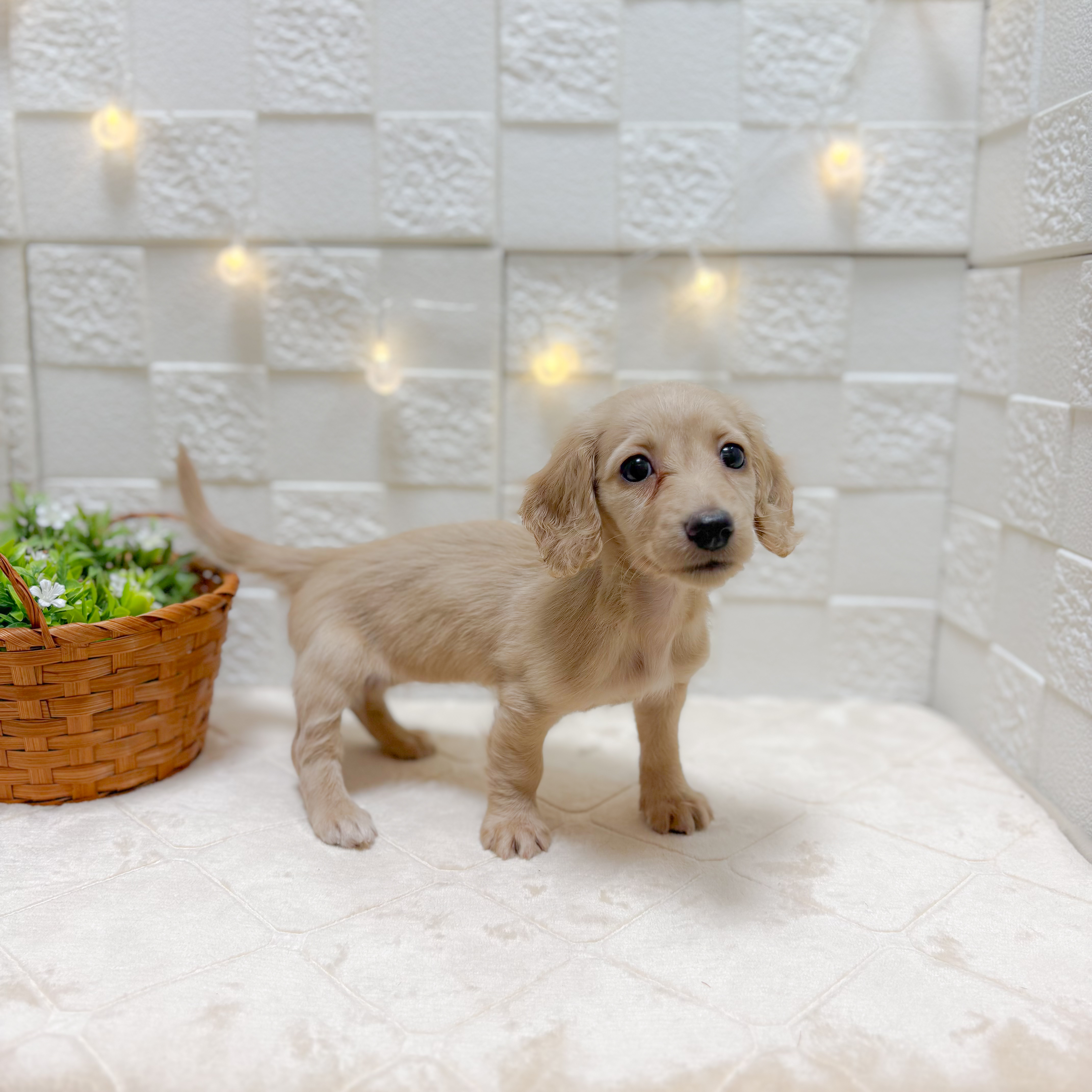 東京都のミニチュアダックスフンド(ロング) (犬の家＆猫の里ペットフォレスト小平店/2026年1月3日生まれ/女の子/イエロー)の子犬の1枚目の画像