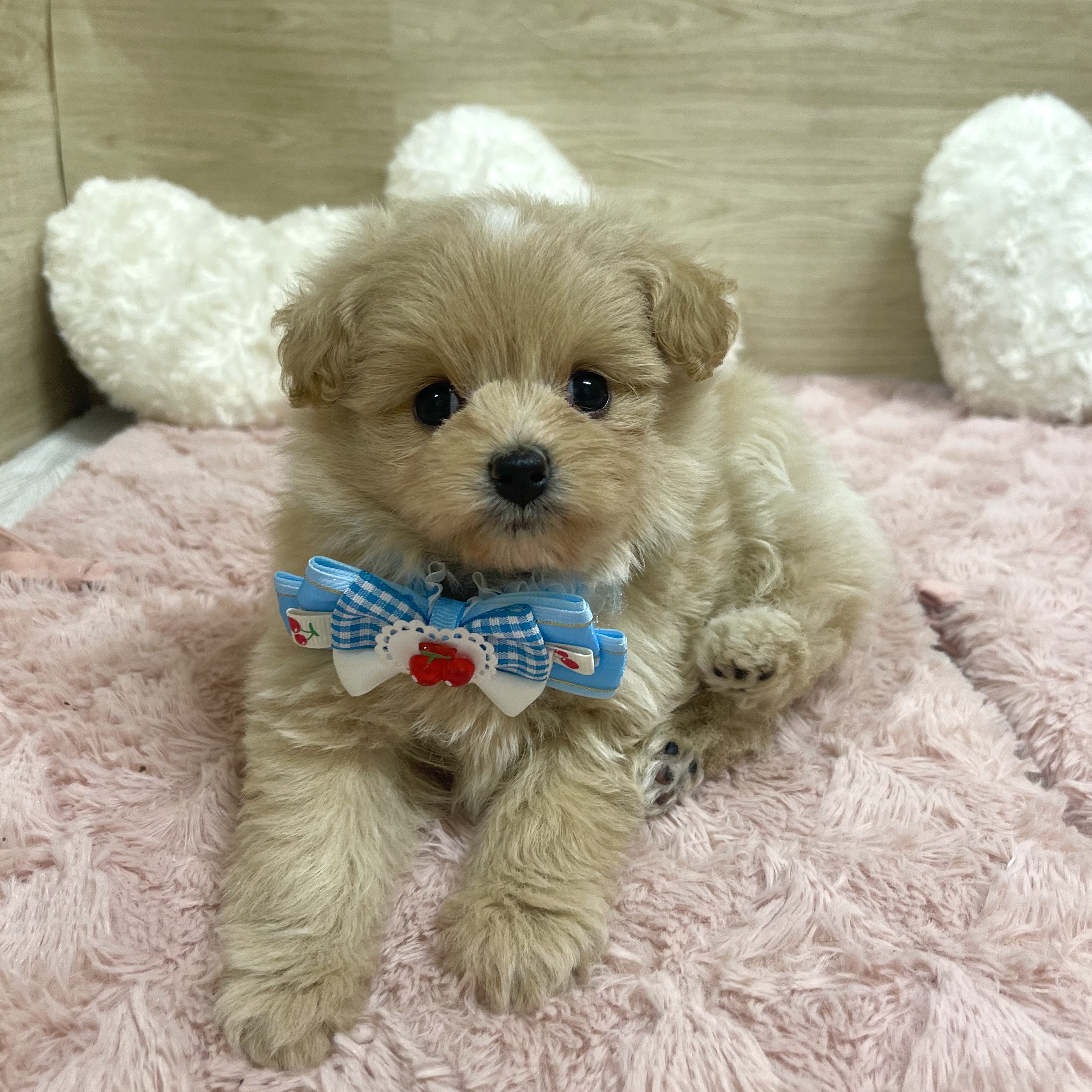 大阪府のポメプー(ポメラニアン×プードル) (犬の家＆猫の里そよら東岸和田店/2025年5月25日生まれ/女の子/アプリコット)の子犬の1枚目の画像