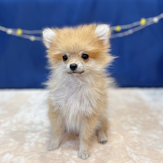 ポメラニアンの写真