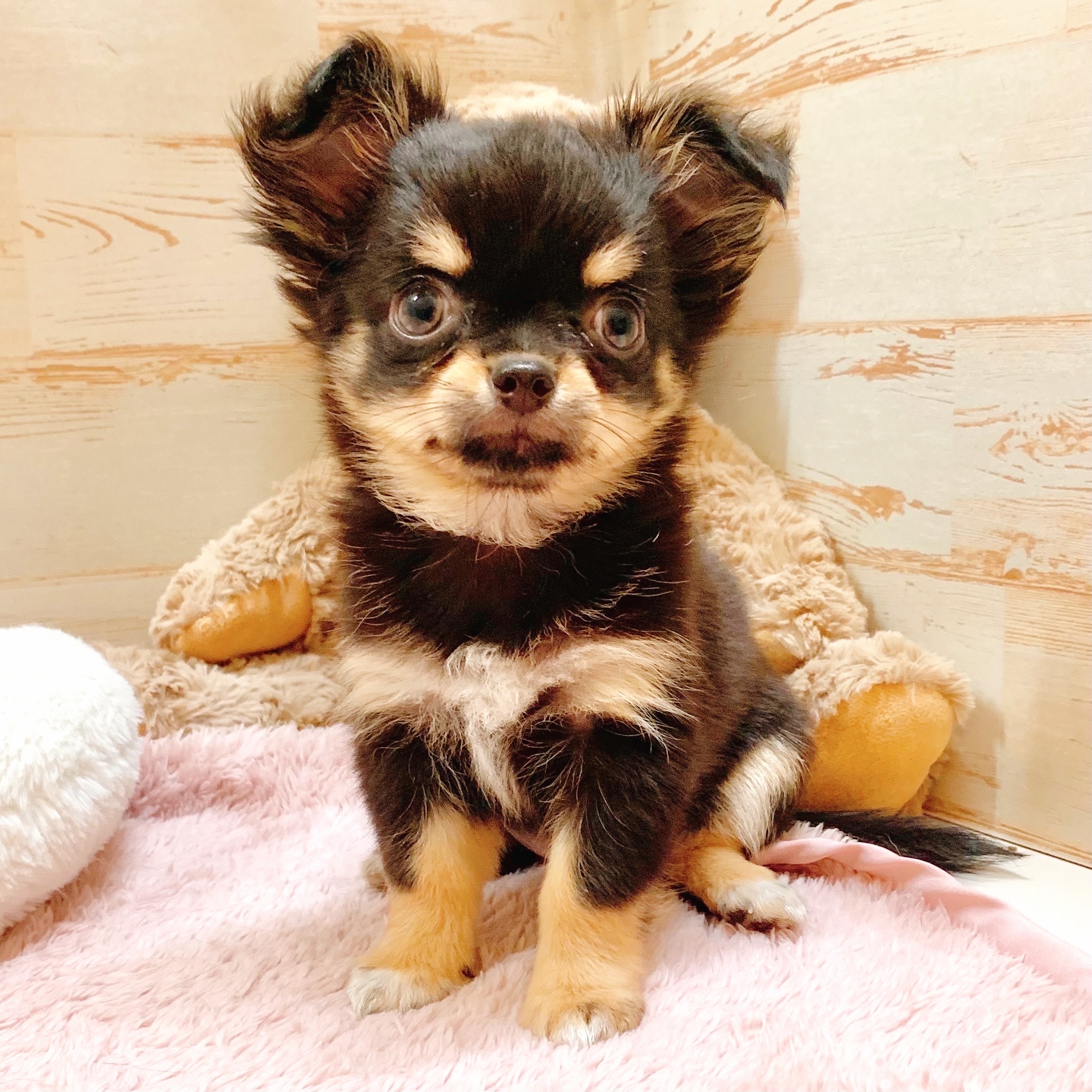 兵庫県のチワワ(ロング) (犬の家＆猫の里神戸店/2025年7月18日生まれ/女の子/ブラックタン)の子犬の1枚目の画像