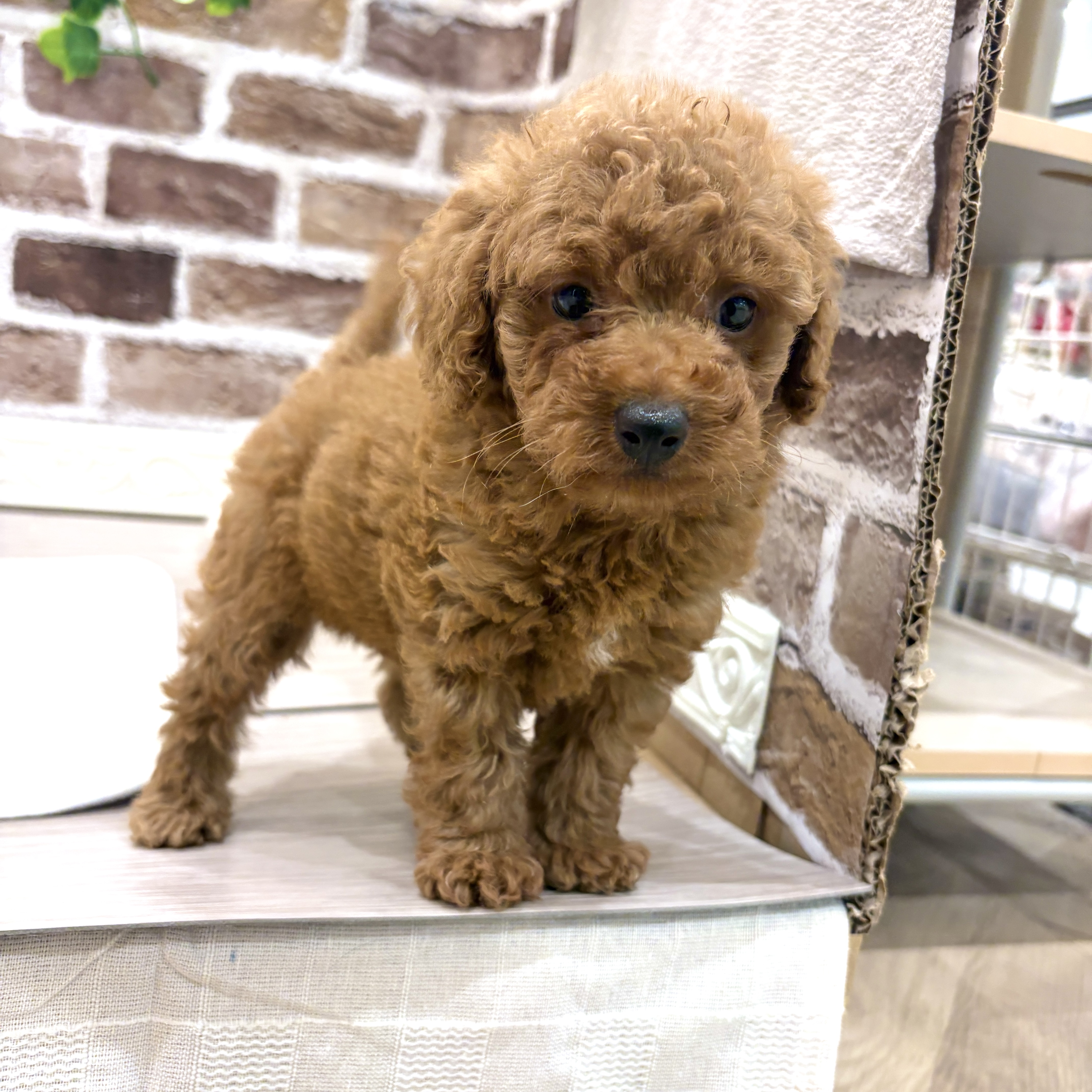 三重県のトイプードル(トイ) (犬の家＆猫の里三重桑名店/2026年5月5日生まれ/男の子/レッド)の子犬の1枚目の画像