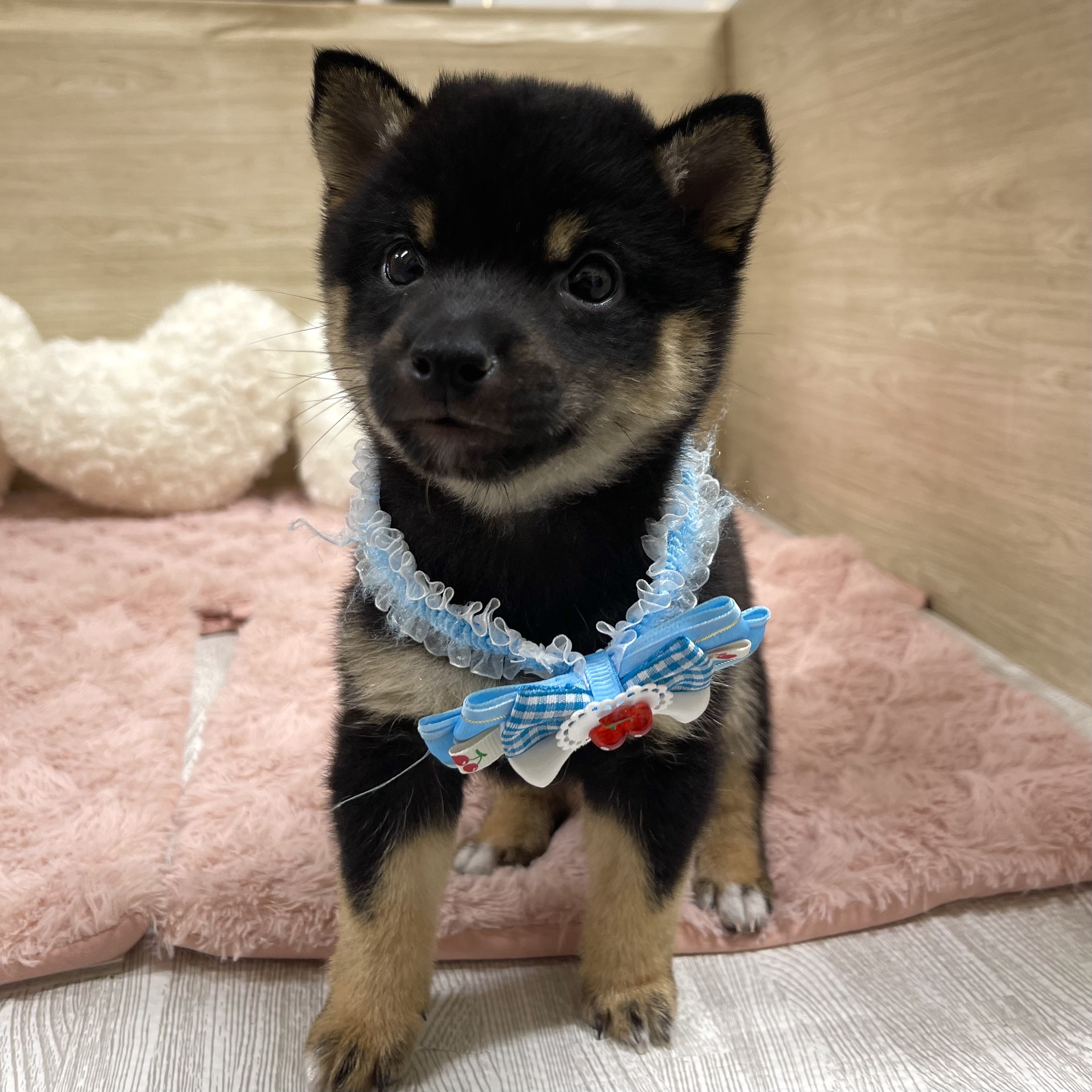 大阪府の豆柴 (犬の家＆猫の里そよら東岸和田店/2025年6月11日生まれ/男の子/黒)の子犬の1枚目の画像