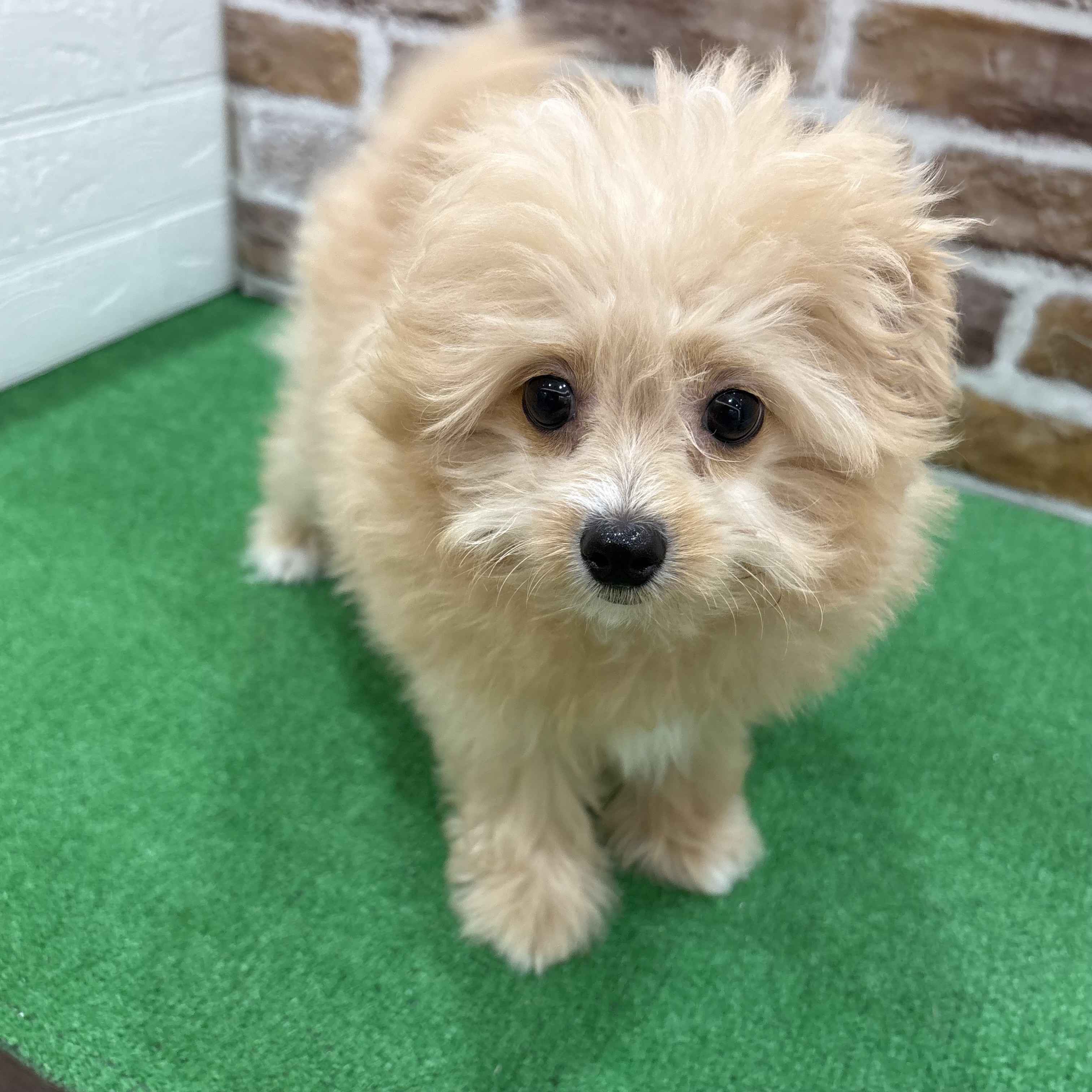 三重県のポメプー(ポメラニアン×プードル) (犬の家＆猫の里三重桑名店/2025年7月29日生まれ/男の子/アプリコット)の子犬の1枚目の画像