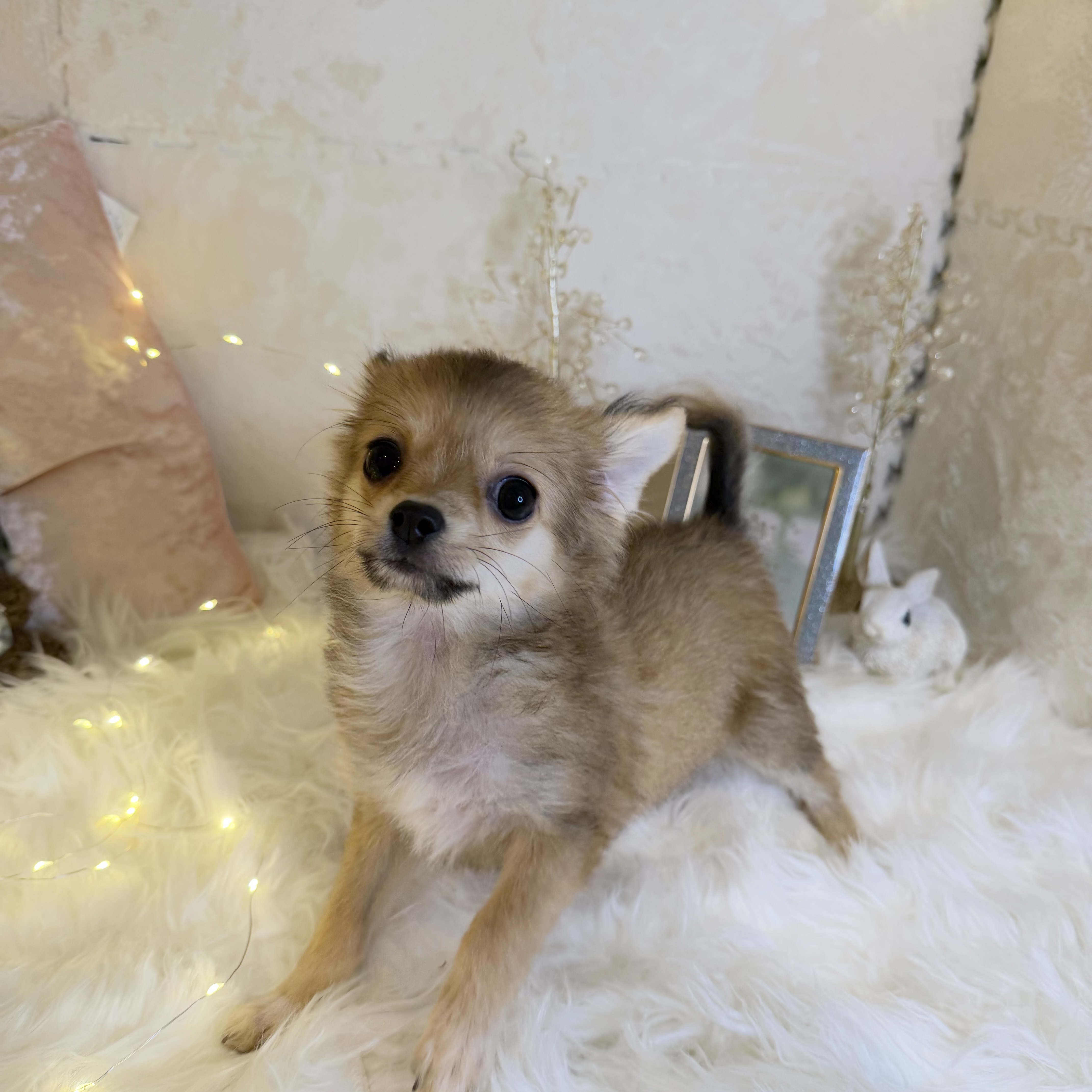 東京都のポメチワ/チワポメ/ポメチー(ポメラニアン×チワワ) (犬の家＆猫の里新宿店/2026年6月21日生まれ/女の子/オレンジ)の子犬の1枚目の画像