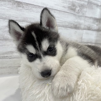 シベリアンハスキーの子犬一覧 ペットショップ 犬の家