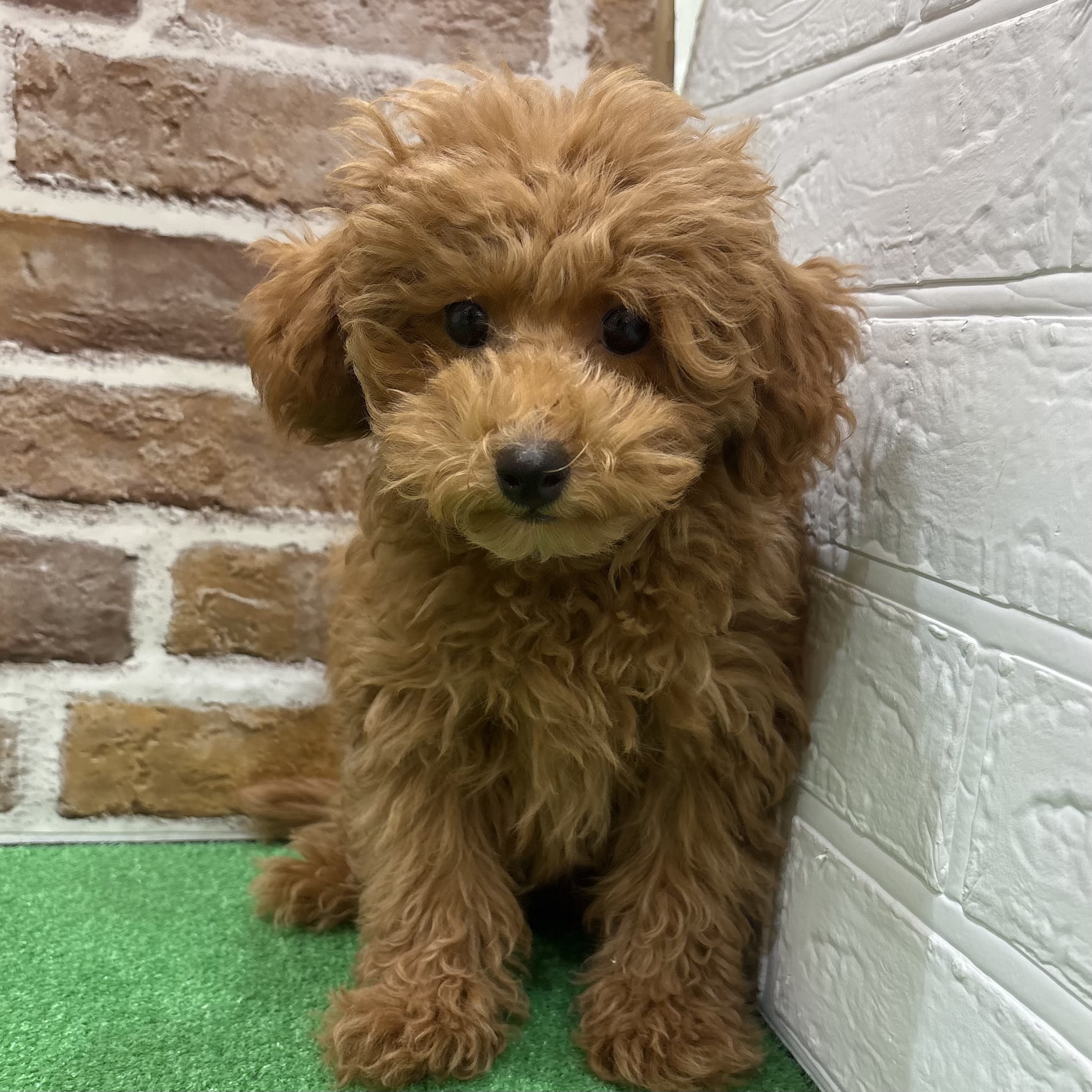 三重県のトイプードル(トイ) (犬の家＆猫の里三重桑名店/2025年7月30日生まれ/男の子/レッドフォーン)の子犬の1枚目の画像