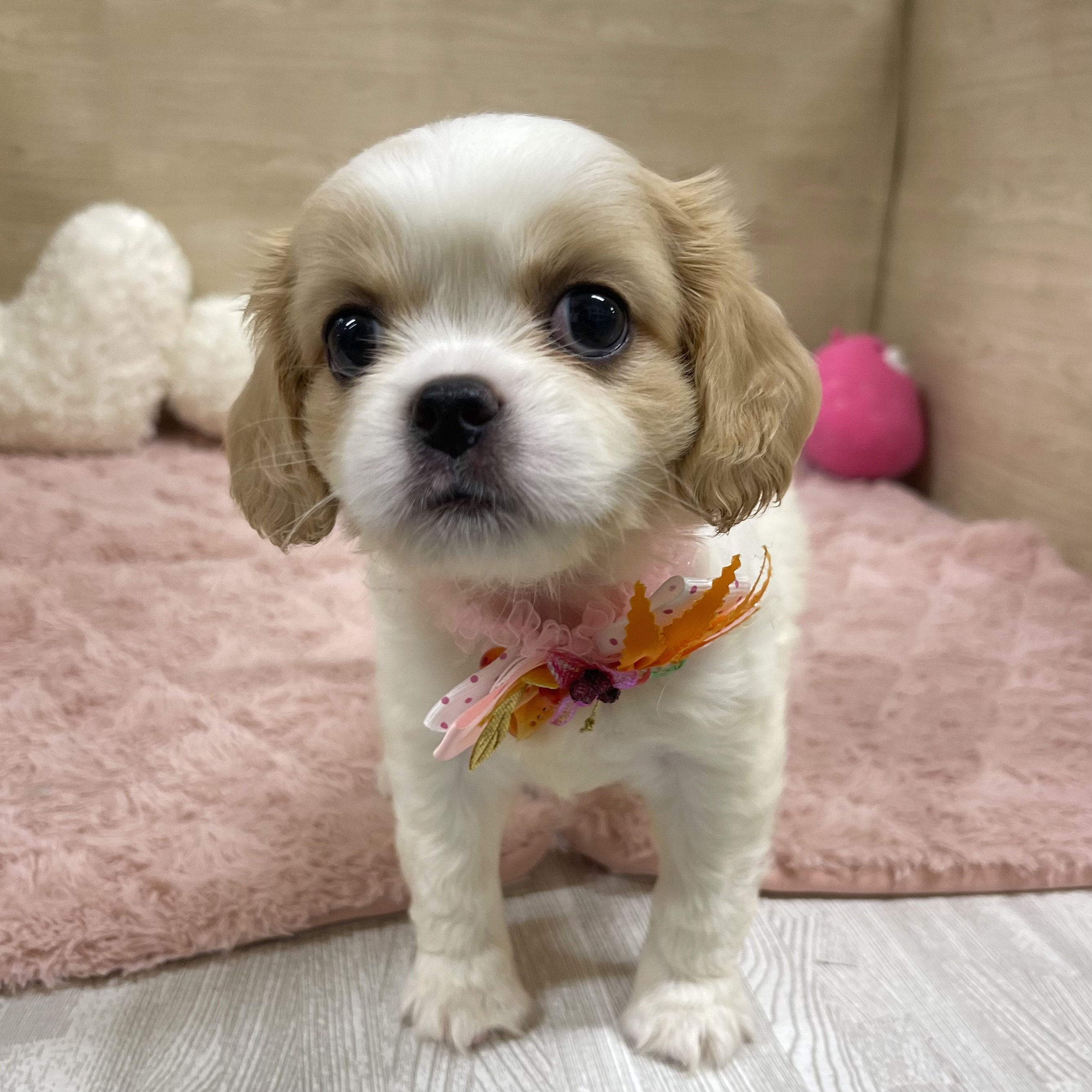 大阪府のハーフ犬・ミックス犬 (犬の家＆猫の里そよら東岸和田店/2025年6月11日生まれ/女の子/ホワイトレッド)の子犬の1枚目の画像