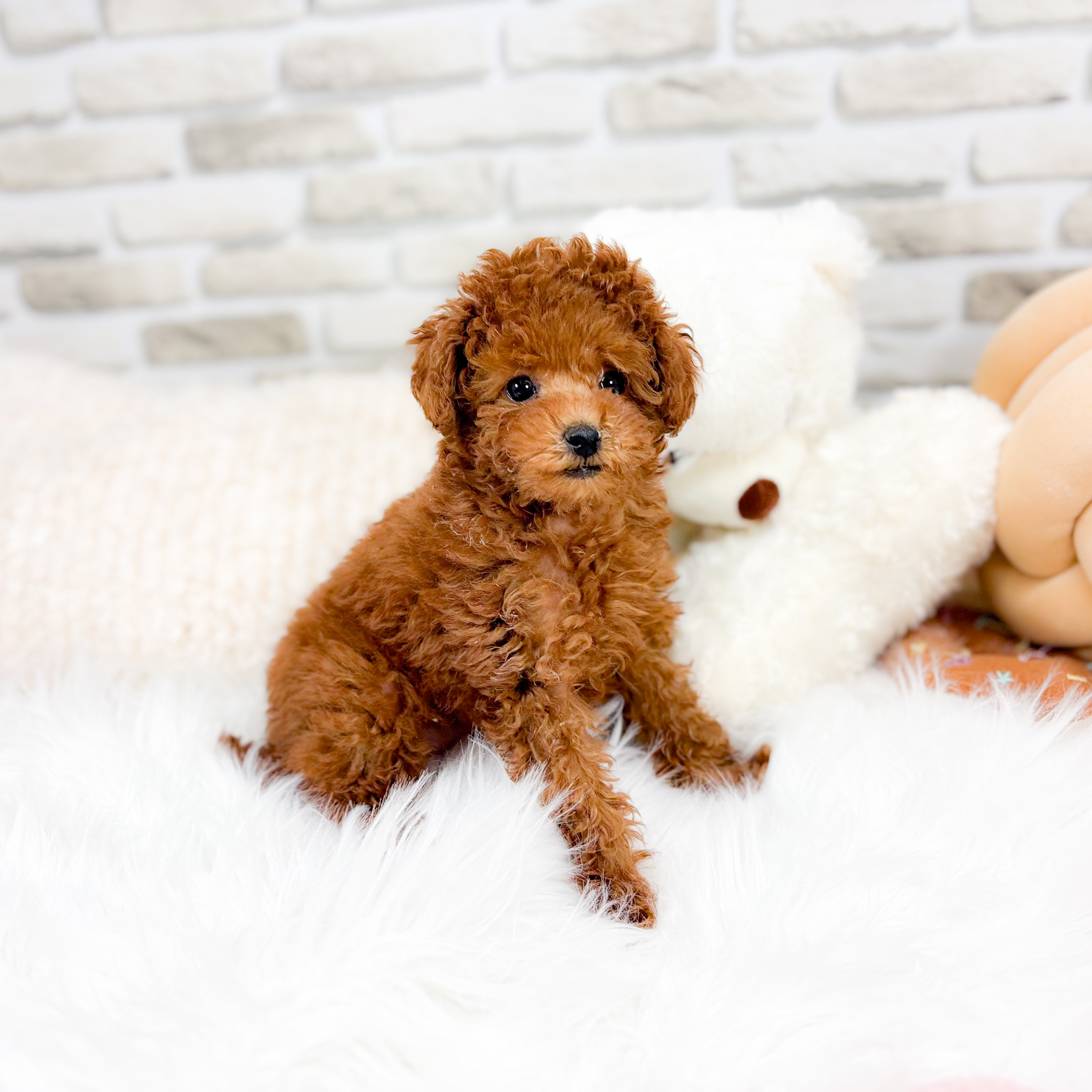 タイニープードル女の子の写真