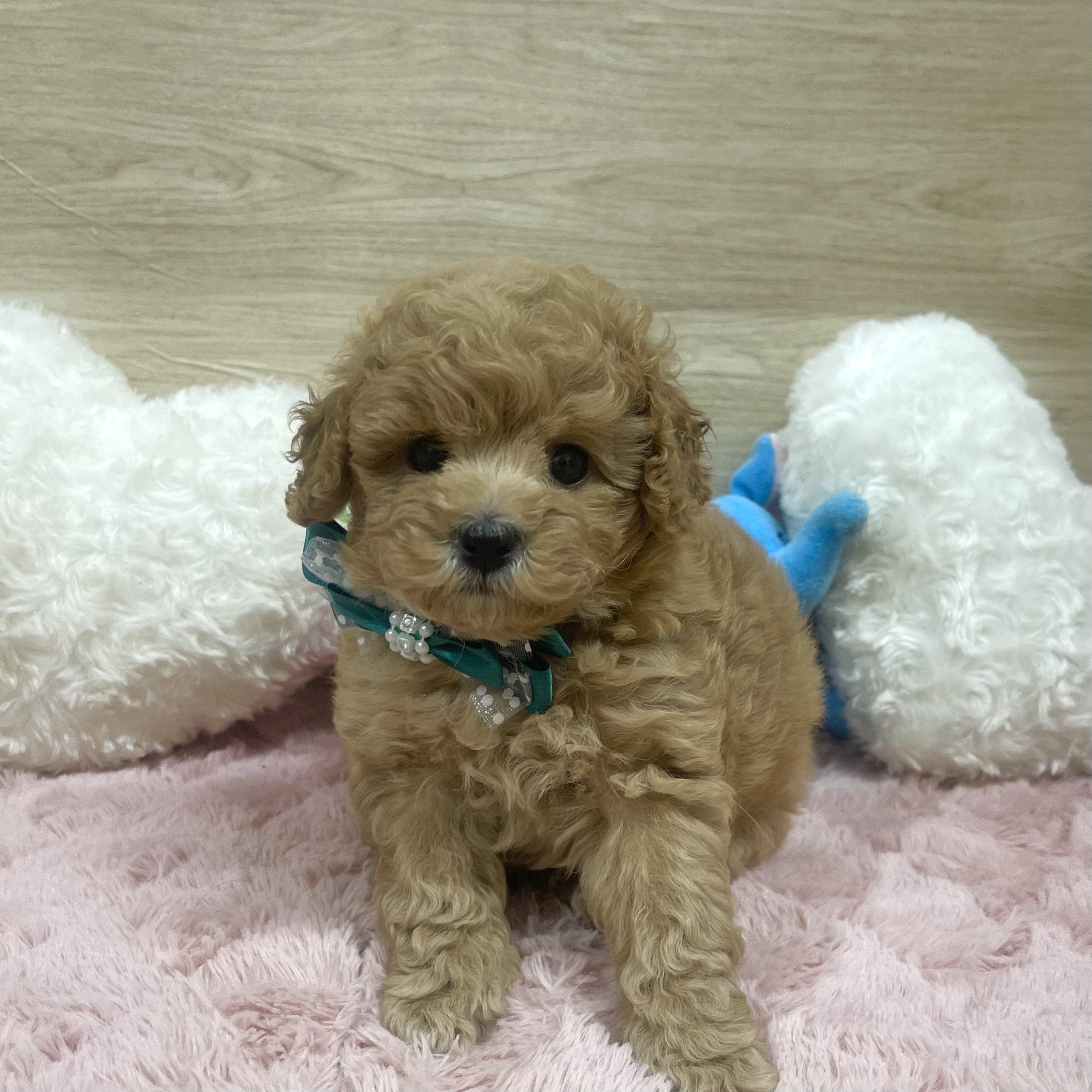 大阪府のトイプードル(トイ) (犬の家＆猫の里そよら東岸和田店/2025年6月21日生まれ/男の子/アプリコット)の子犬の1枚目の画像