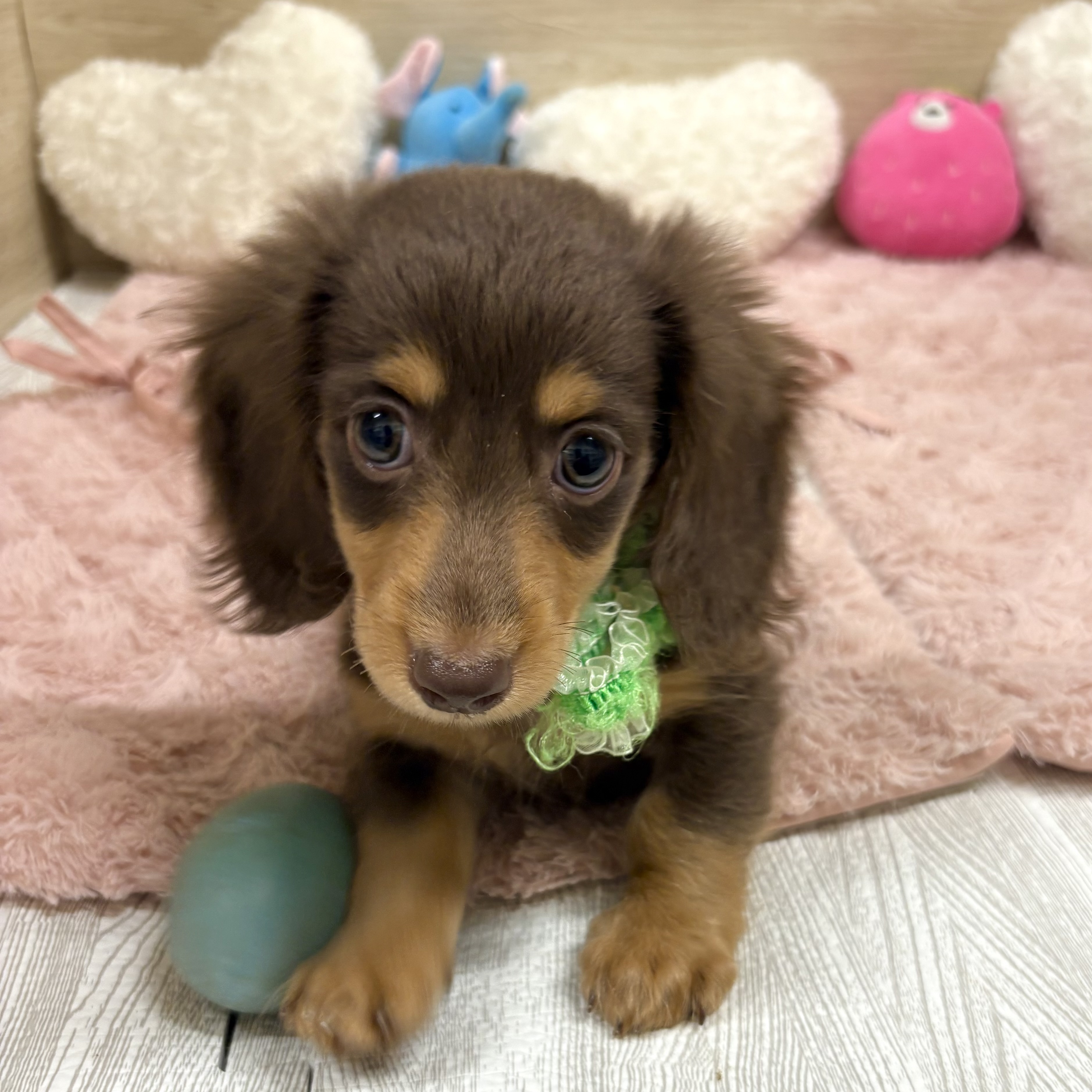 大阪府のミニチュアダックスフンド(ロング) (犬の家＆猫の里そよら東岸和田店/2025年5月30日生まれ/男の子/チョコレートタン)の子犬の1枚目の画像
