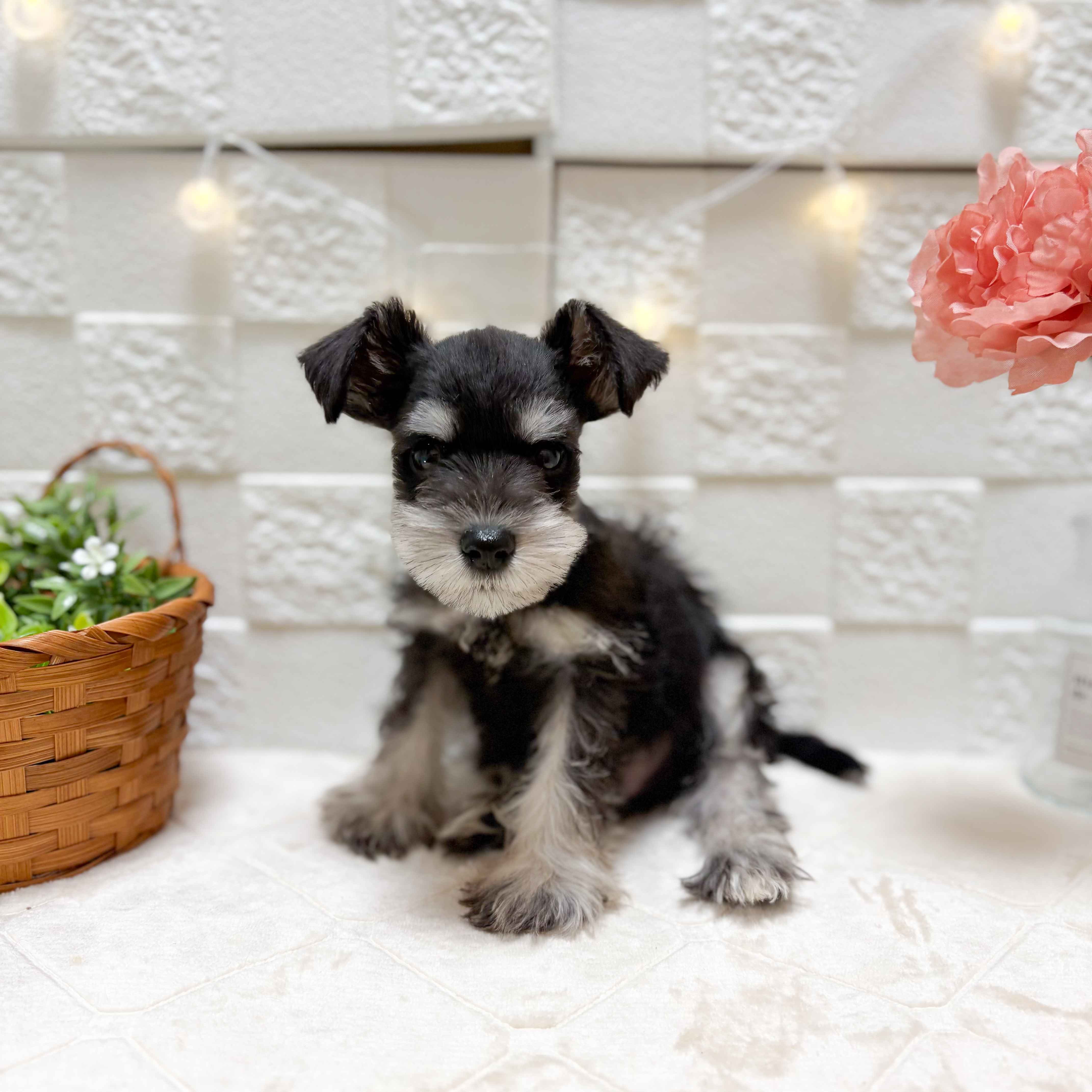 東京都のミニチュアシュナウザー (犬の家＆猫の里ペットフォレスト小平店/2026年2月6日生まれ/男の子/ブラックシルバー)の子犬の1枚目の画像
