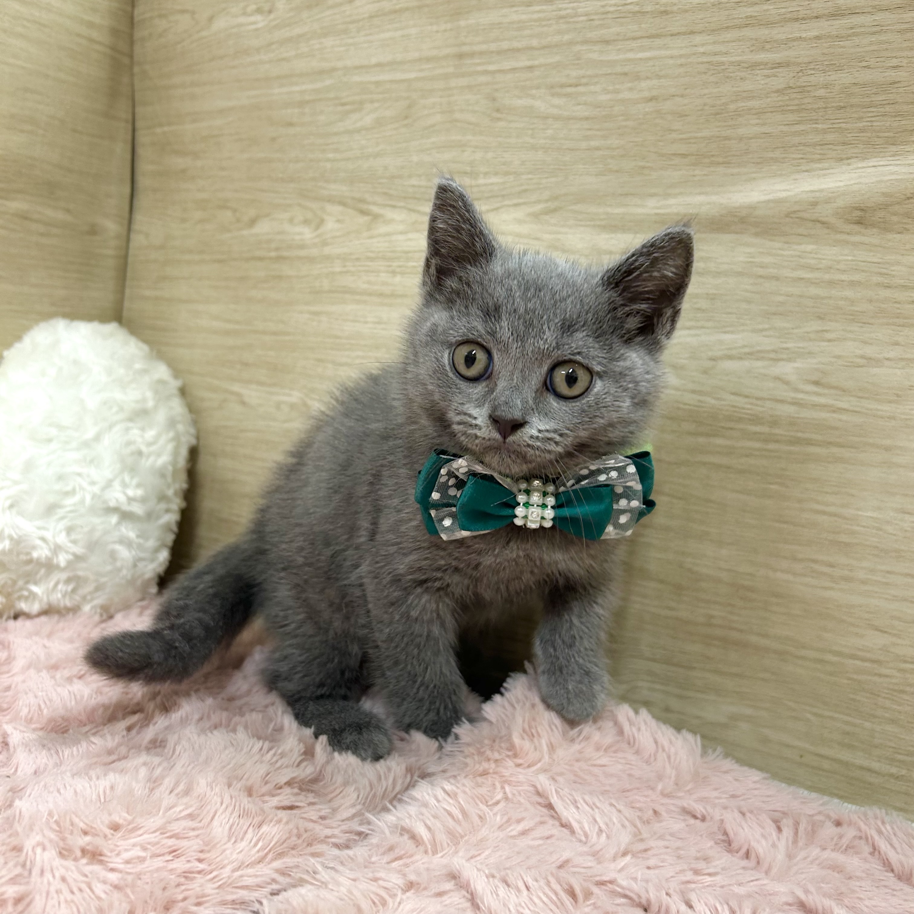 大阪府のブリティッシュショートヘアー (犬の家＆猫の里そよら東岸和田店/2025年6月15日生まれ/男の子/ブルー)の子猫の1枚目の画像