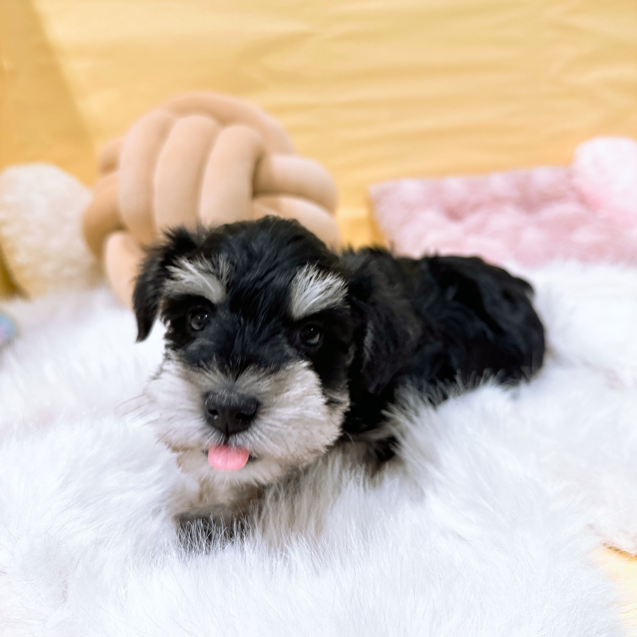 神奈川県のミニチュアシュナウザー (犬の家＆猫の里元住吉ブレーメン通り店/2026年2月24日生まれ/男の子/ブラックシルバー)の子犬の1枚目の画像