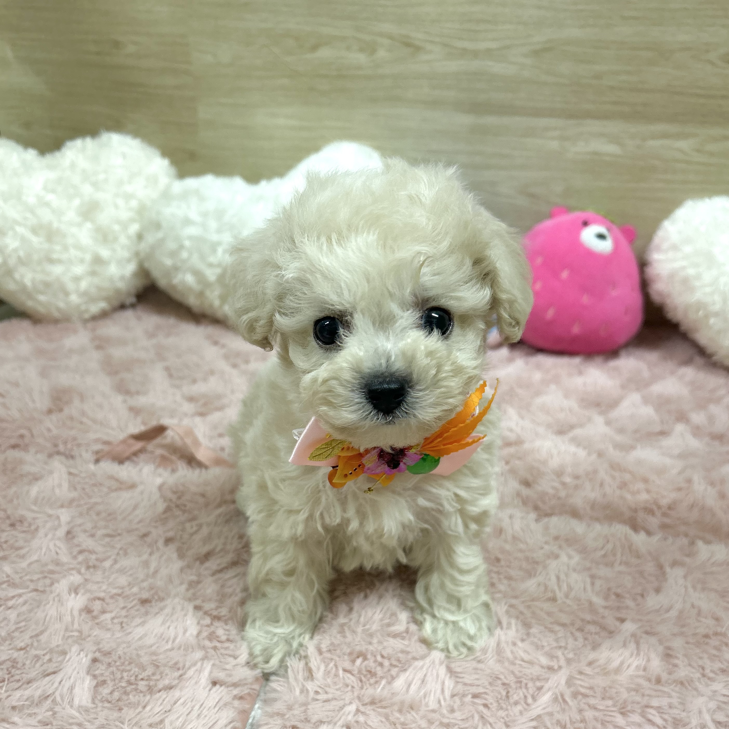 大阪府のビションプー(ビションフリーゼ×プードル) (犬の家＆猫の里そよら東岸和田店/2025年6月24日生まれ/男の子/クリーム)の子犬の1枚目の画像