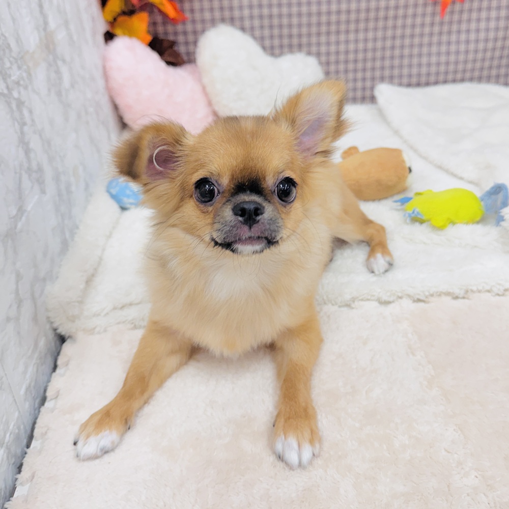 愛知県のチワワ(ロング) (犬の家＆猫の里エアポートウォーク店/2025年5月3日生まれ/女の子/フォーンホワイト)の子犬の1枚目の画像
