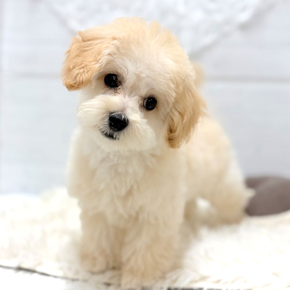 愛知県のマルプー(マルチーズ×プードル) (犬の家＆猫の里豊田店/2025年12月1日生まれ/男の子/クリーム)の子犬の1枚目の画像