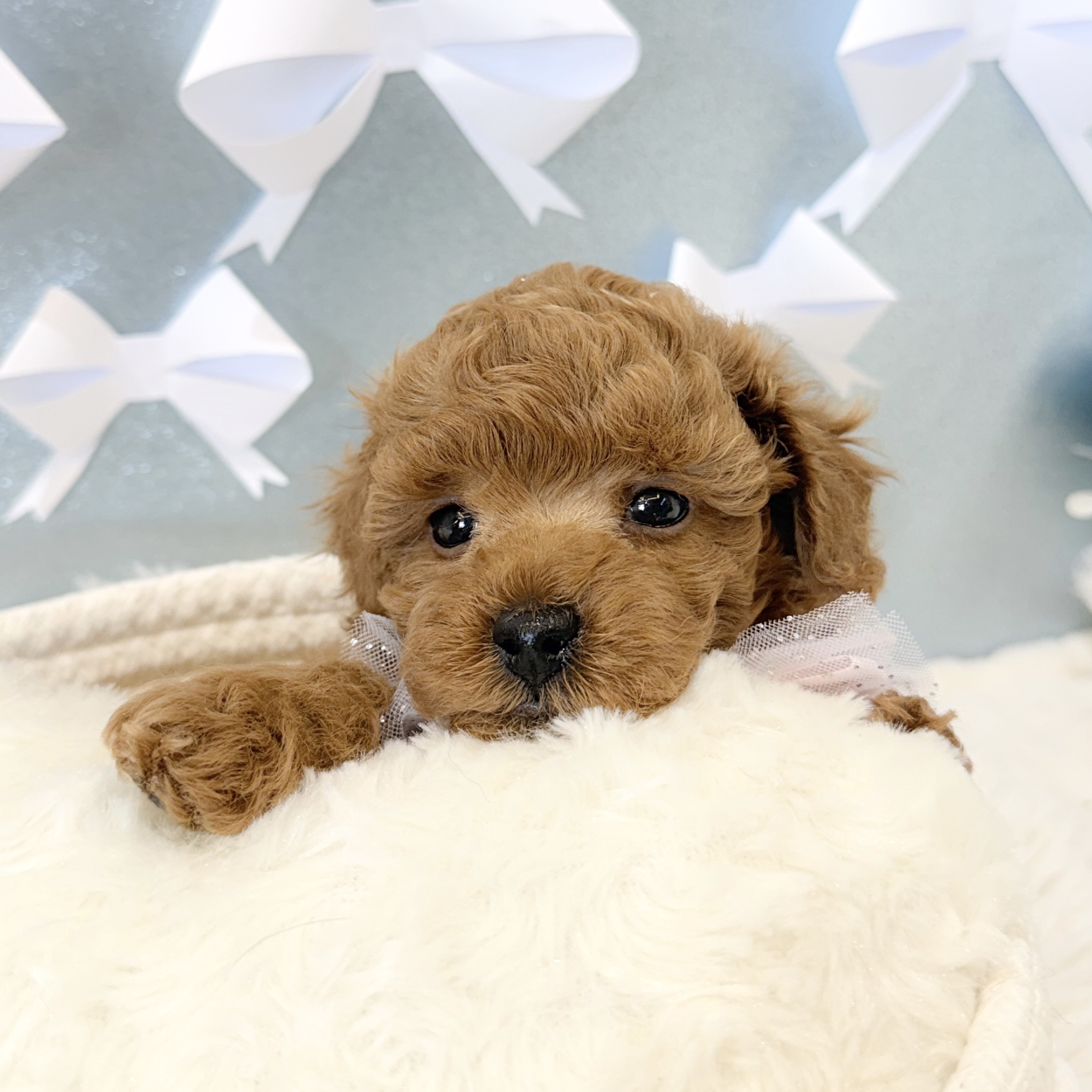 静岡県のトイプードル(トイ) (犬の家＆猫の里富士店/2026年1月20日生まれ/女の子/レッド)の子犬の1枚目の画像