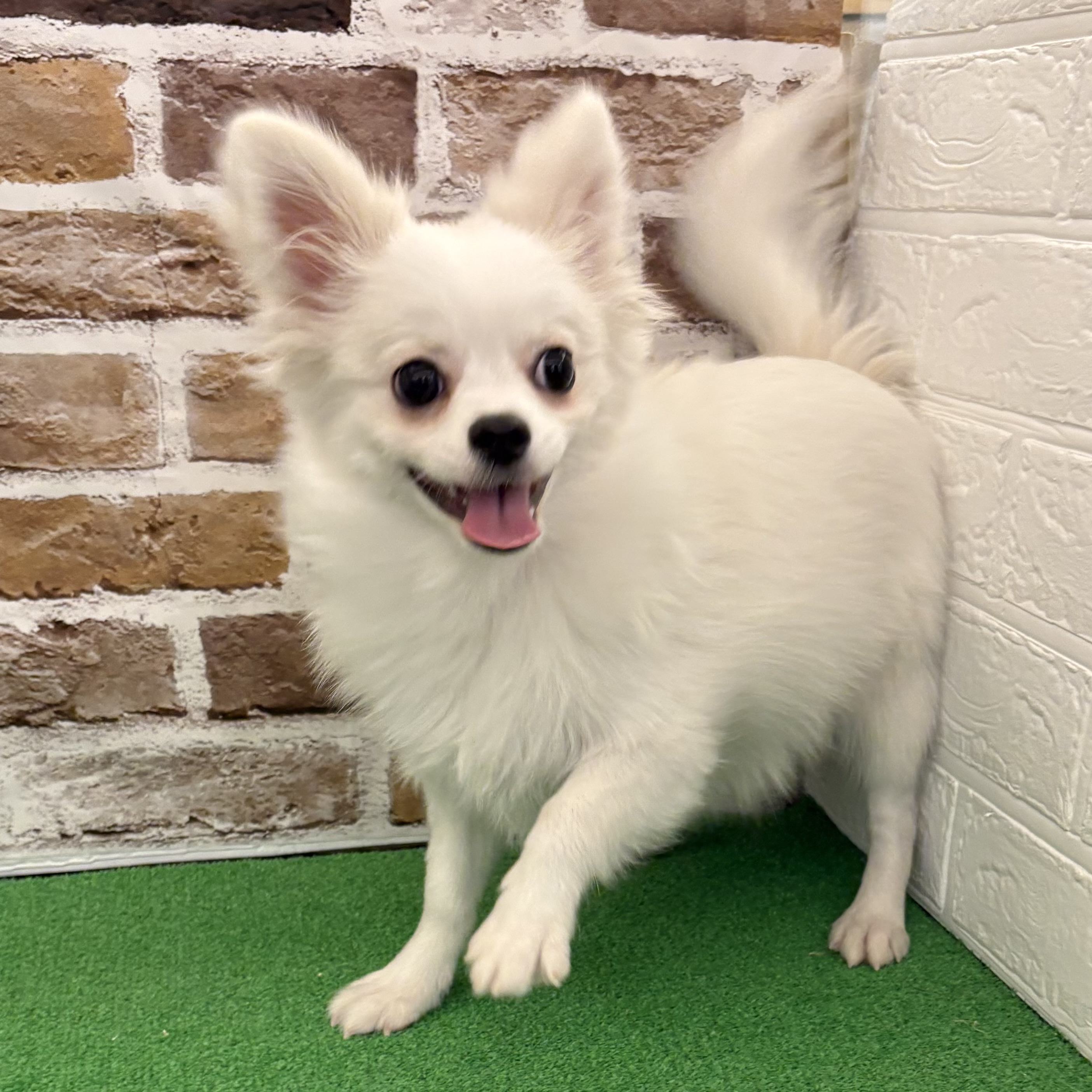 三重県のポメチワ/チワポメ/ポメチー(ポメラニアン×チワワ) (犬の家＆猫の里三重桑名店/2025年4月22日生まれ/男の子/クリームホワイト)の子犬の1枚目の画像