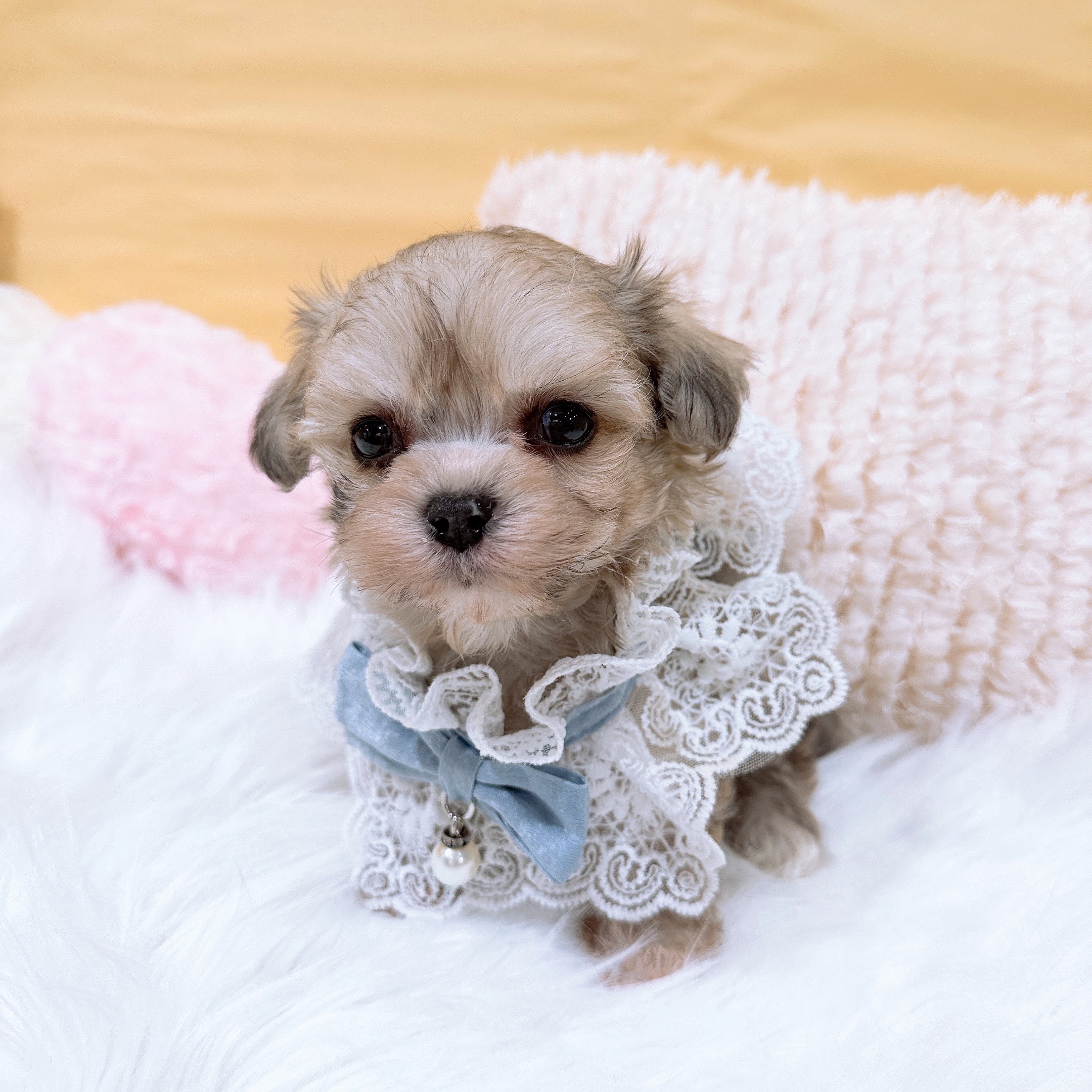 神奈川県のハーフ犬・ミックス犬 (犬の家＆猫の里元住吉ブレーメン通り店/2026年2月1日生まれ/男の子/フォーン)の子犬の1枚目の画像