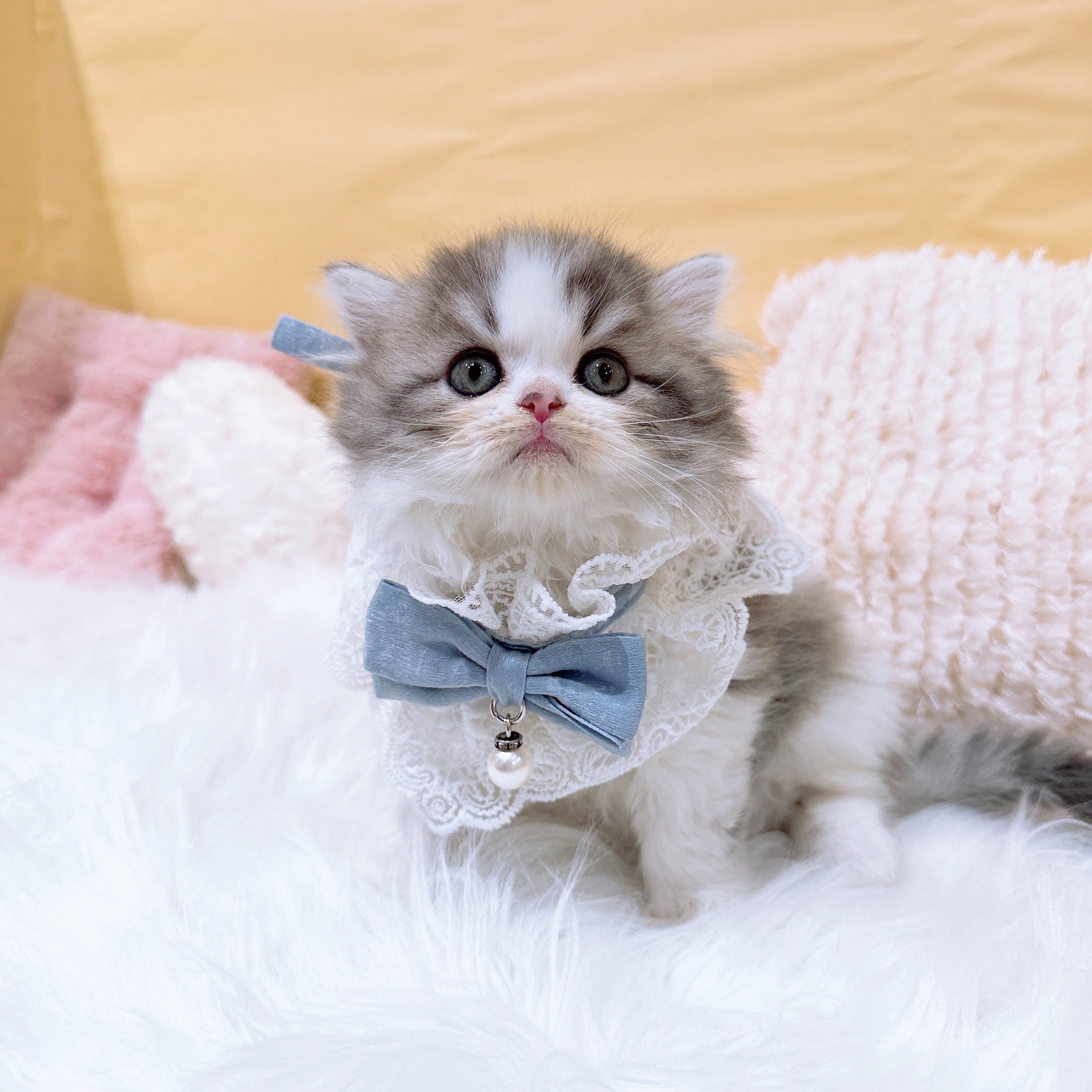 神奈川県のスコティッシュフォールド (犬の家＆猫の里元住吉ブレーメン通り店/2026年2月2日生まれ/男の子/ブルータビーホワイト)の子猫の1枚目の画像