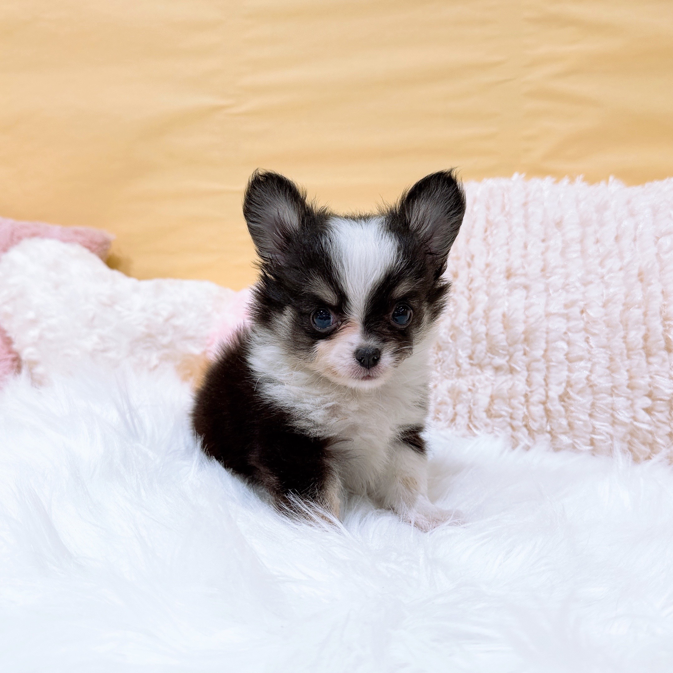 神奈川県のチワワ(ロング) (犬の家＆猫の里元住吉ブレーメン通り店/2026年2月1日生まれ/男の子/ブラックタンホワイト)の子犬の1枚目の画像
