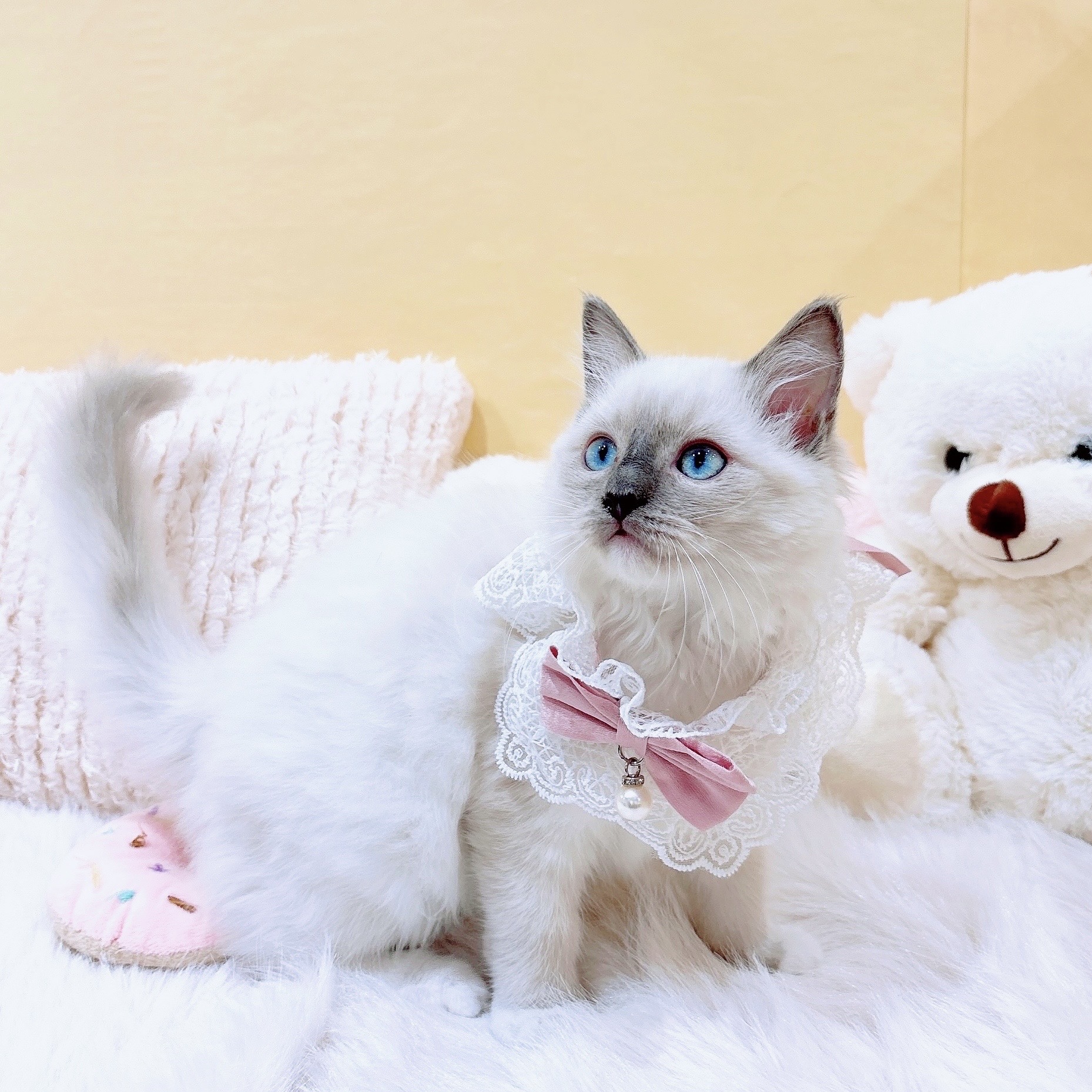 神奈川県のラグドール (犬の家＆猫の里元住吉ブレーメン通り店/2025年10月31日生まれ/女の子/ブルーポイントミテッド)の子猫の1枚目の画像