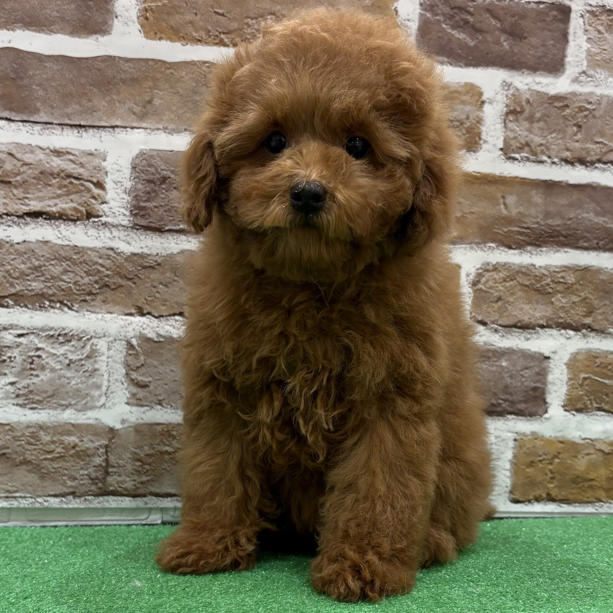 トイプードル女の子の写真