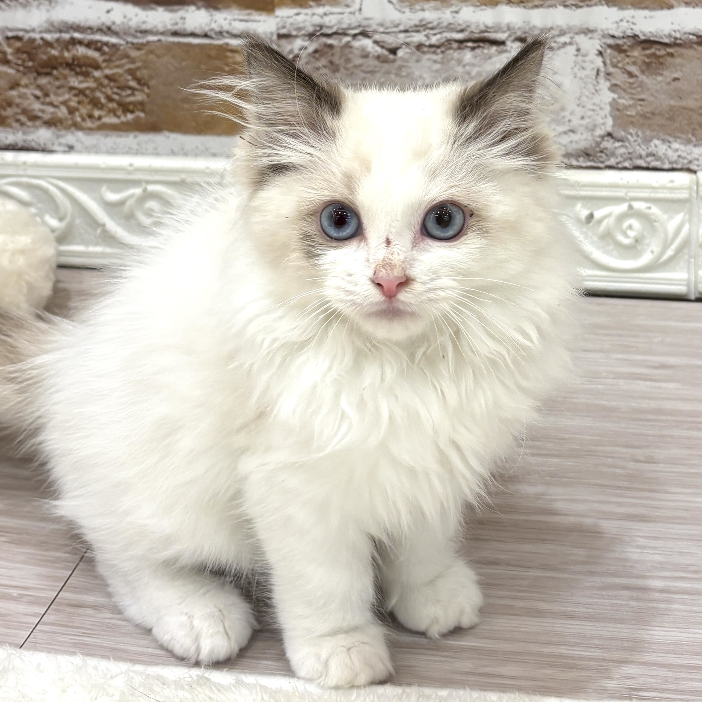 三重県のラグドール (犬の家＆猫の里三重桑名店/2026年7月25日生まれ/男の子/シールポイントバイカラー)の子猫