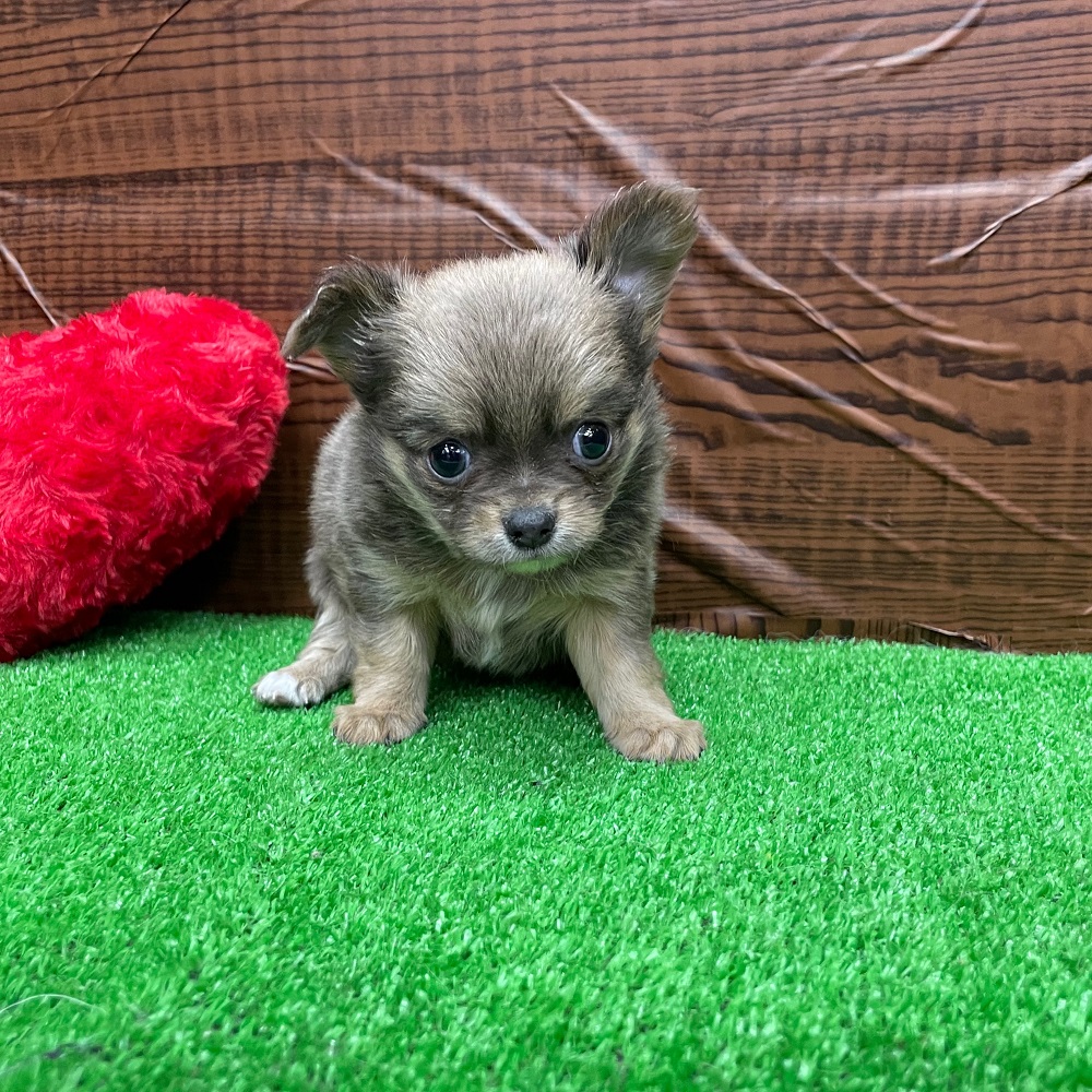ミックス犬5選 人気のミックス犬の特徴と飼い方について紹介 ペットショップ 犬の家 猫の里 子犬だけでなく子猫の情報もたくさん