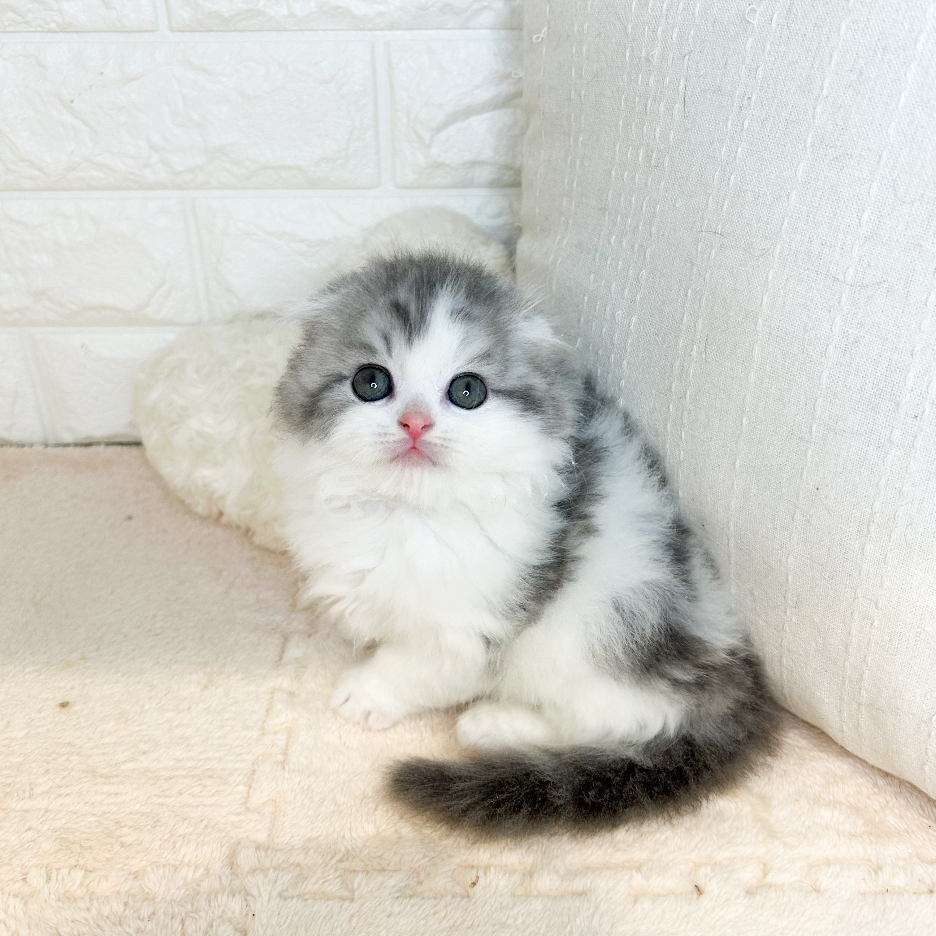 東京都のスコティッシュフォールド (犬の家＆猫の里新宿店/2026年2月2日生まれ/男の子/ブルータビーホワイト)の子猫の1枚目の画像