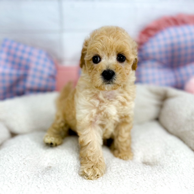 神奈川県のビションプー(ビションフリーゼ×プードル) (犬の家＆猫の里元住吉ブレーメン通り店/2025年5月25日生まれ/男の子/アプリコット)の子犬の1枚目の画像
