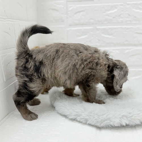 2025年7月19日生まれのダップー(ダックス×プードル)の10枚目の写真