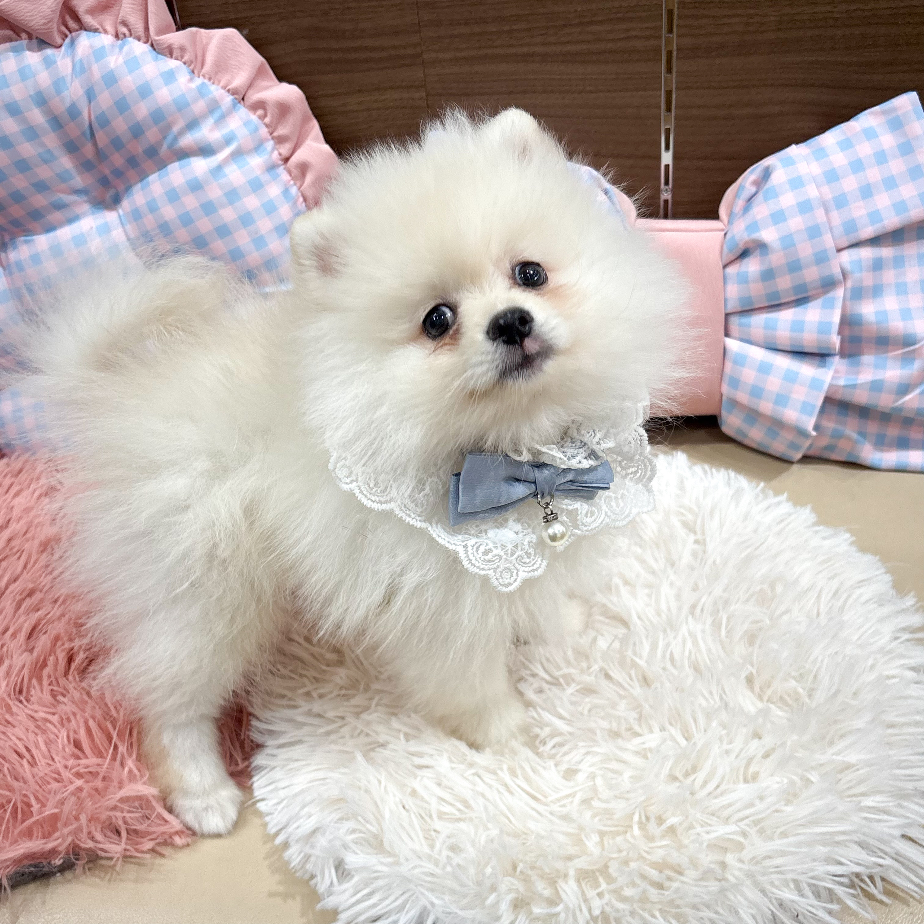 神奈川県のポメラニアン (犬の家＆猫の里元住吉ブレーメン通り店/2025年6月29日生まれ/男の子/クリーム)の子犬の1枚目の画像