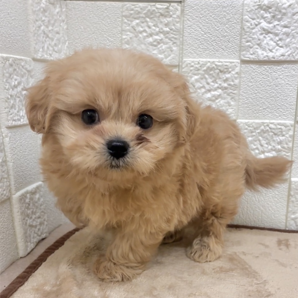 愛知県のペキプー(ペキニーズ×プードル) (犬の家＆猫の里碧南店/2025年9月15日生まれ/男の子/アプリコット)の子犬の1枚目の画像