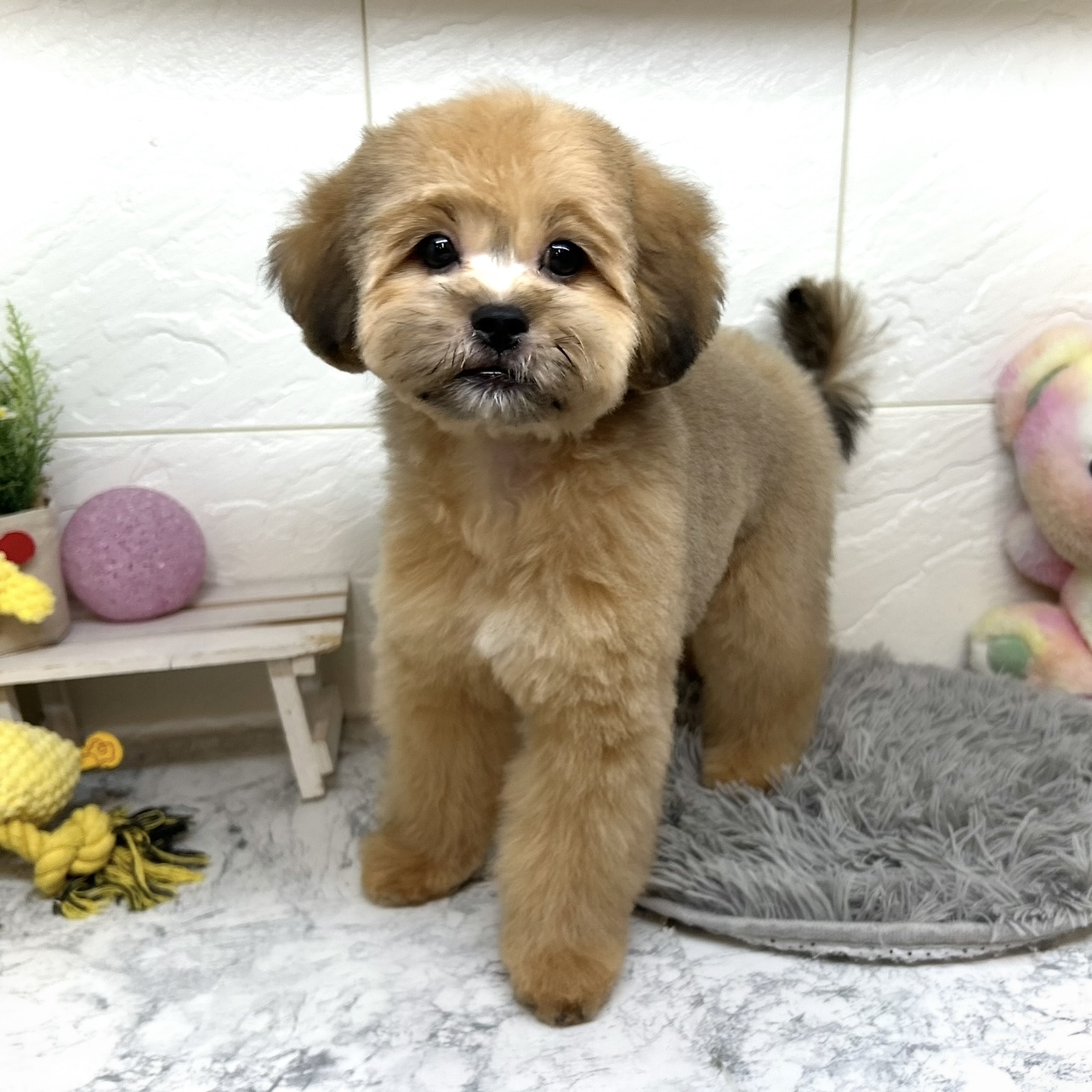 兵庫県のペキプー(ペキニーズ×プードル) (犬の家＆猫の里ゆめタウン姫路店/2025年5月3日生まれ/男の子/フォーン)の子犬の1枚目の画像