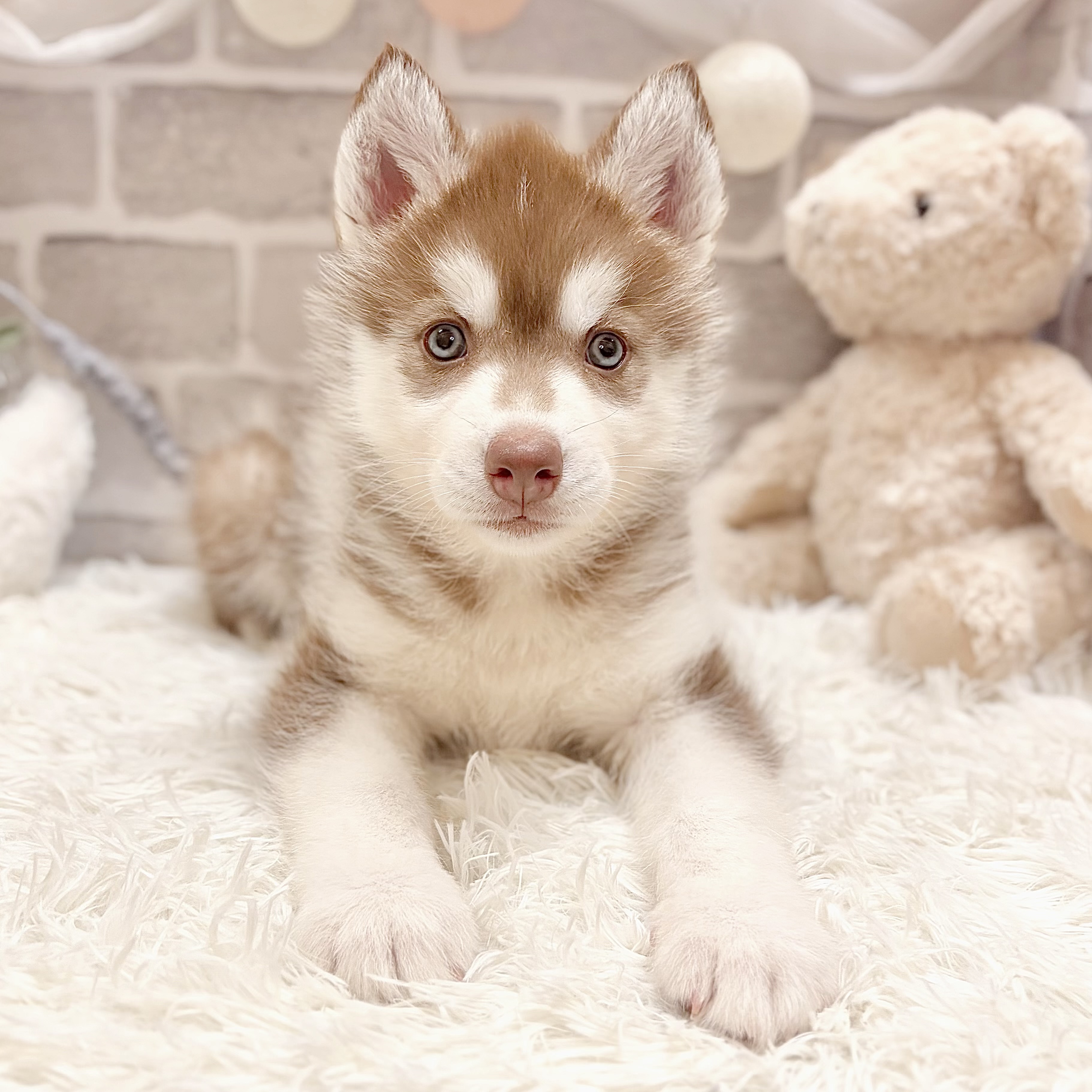 兵庫県のシベリアンハスキー (犬の家＆猫の里神戸店/2026年4月12日生まれ/女の子/チョコレートホワイト)の子犬
