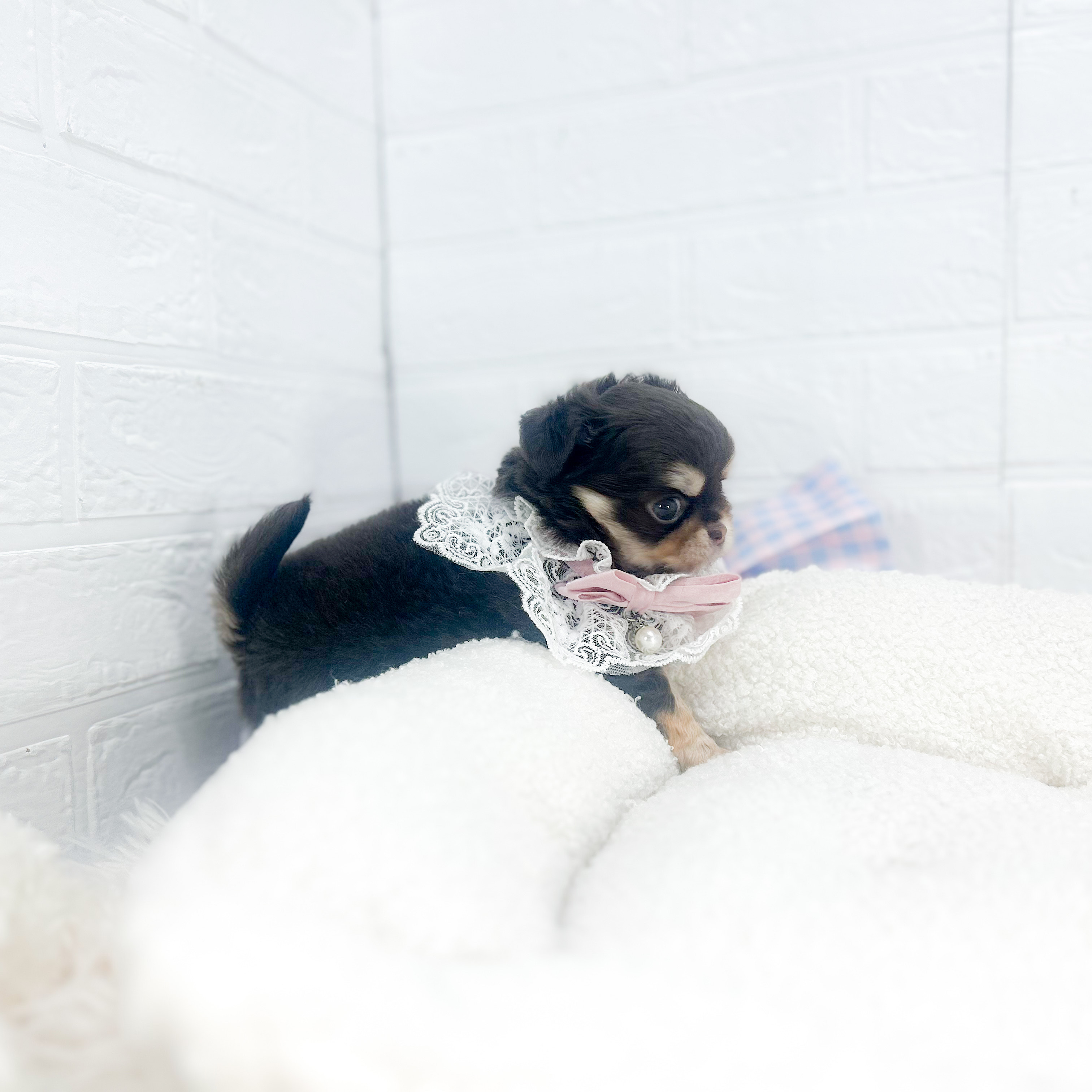 2025年7月1日生まれのチワワ(ロング)の10枚目の写真