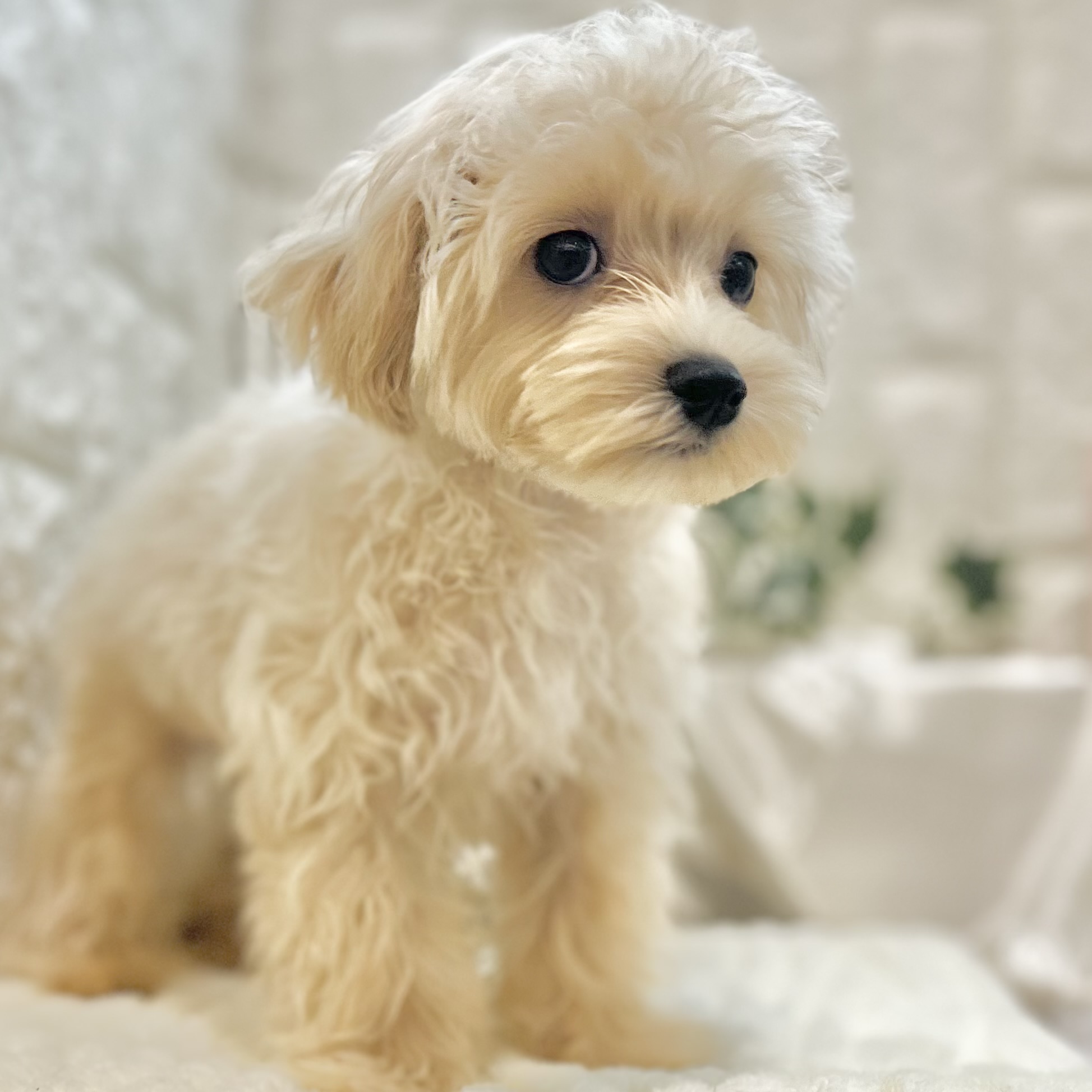 岡山県のマルプー(マルチーズ×プードル) (犬の家＆猫の里倉敷店/2025年4月1日生まれ/男の子/クリームホワイト)の子犬の1枚目の画像