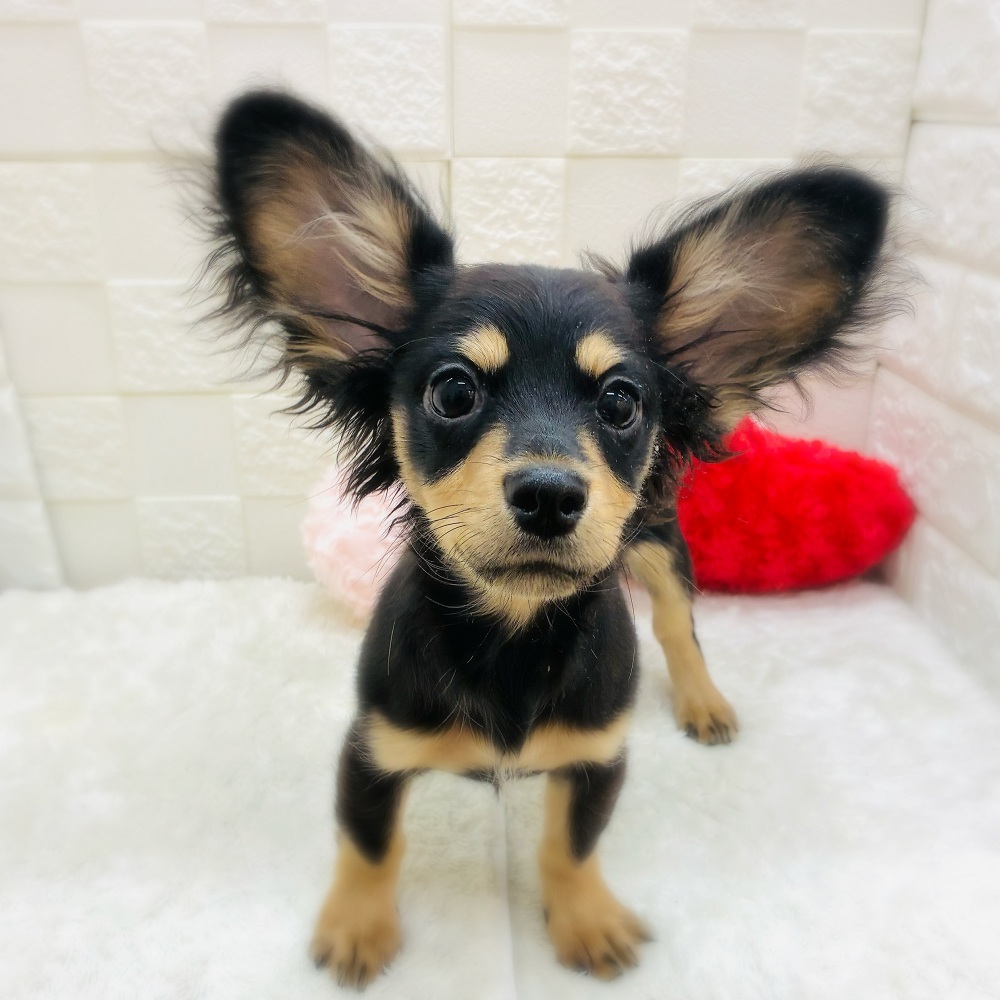 愛知県のチワックス(チワワ×ダックス) (犬の家＆猫の里アミーゴ神の倉店/2025年8月25日生まれ/男の子/ブラックタン)の子犬の1枚目の画像