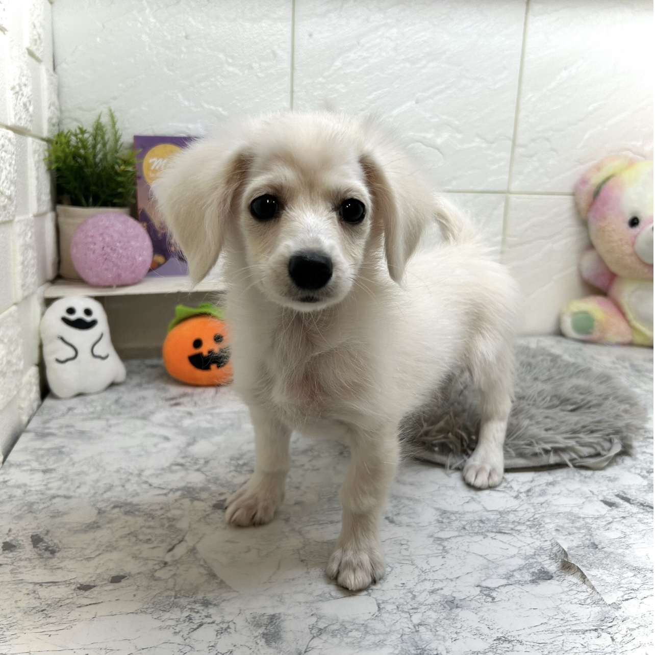 兵庫県のポメックス(ポメラニアン×ダックス) (犬の家＆猫の里ゆめタウン姫路店/2025年5月17日生まれ/男の子/クリーム)の子犬の1枚目の画像