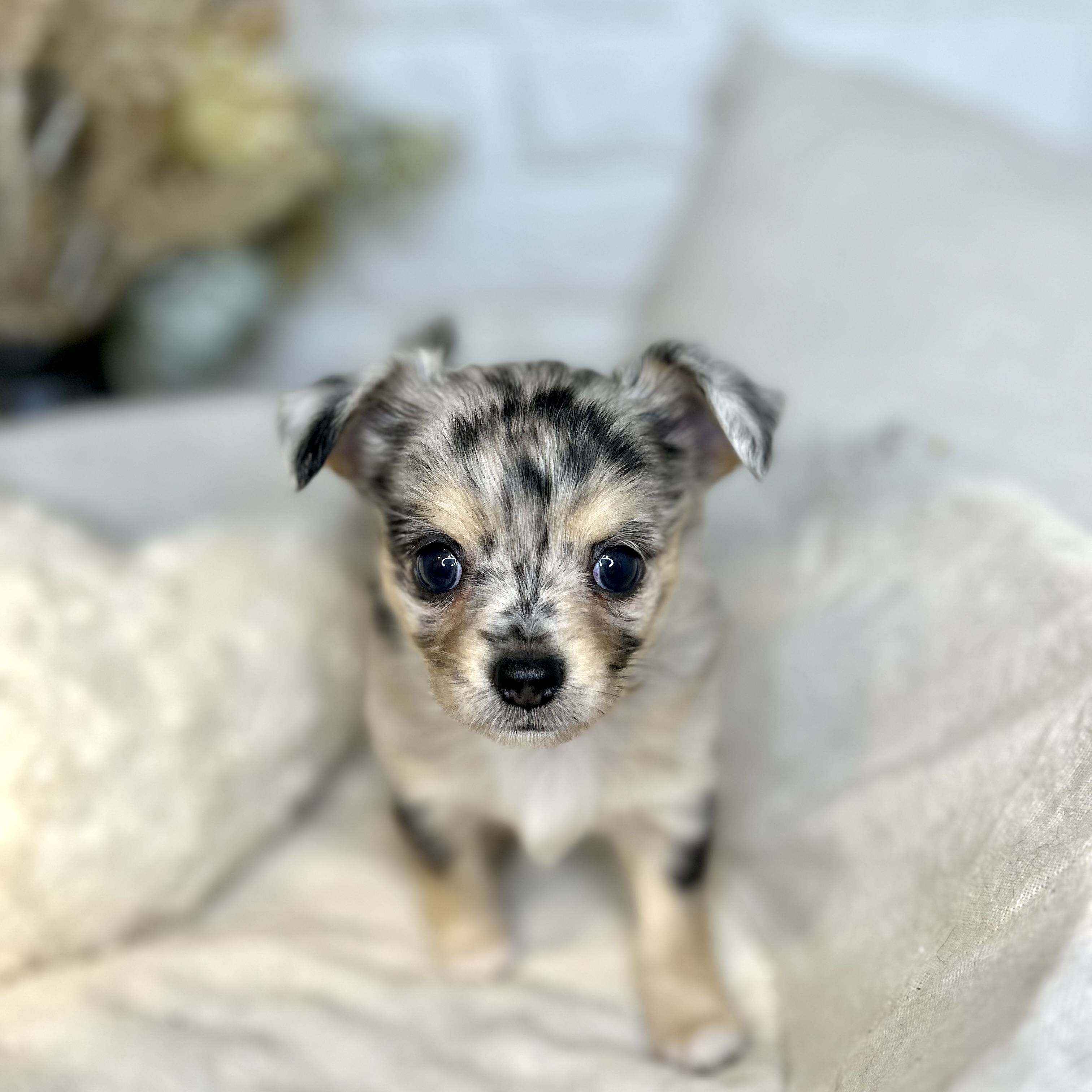 東京都のチワワ(ロング) (犬の家＆猫の里新宿店/2025年8月5日生まれ/男の子/ブルーマール)の子犬