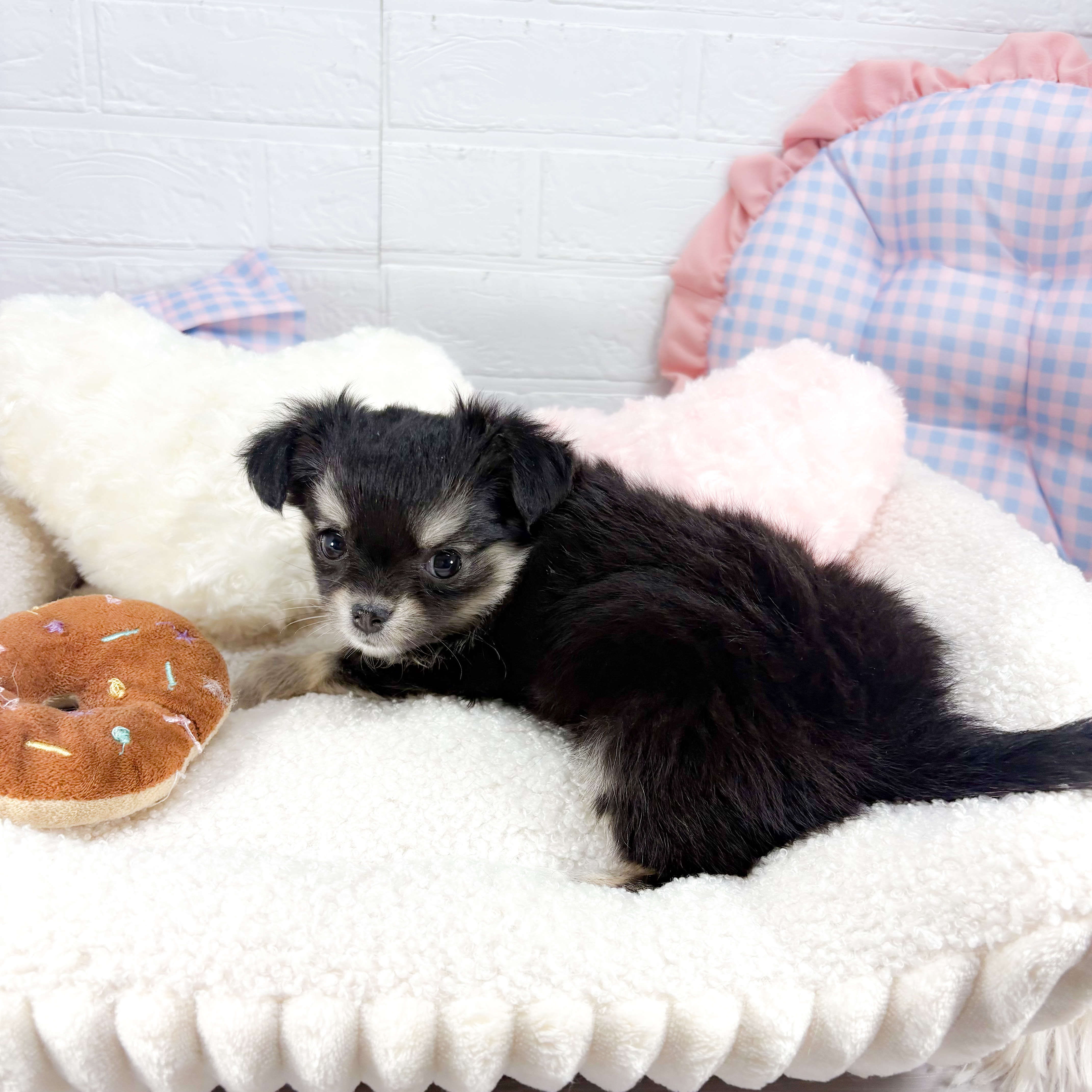 神奈川県のチワワ(ロング) (犬の家＆猫の里元住吉ブレーメン通り店/2025年9月1日生まれ/女の子/ブラックタンホワイト)の子犬の1枚目の画像