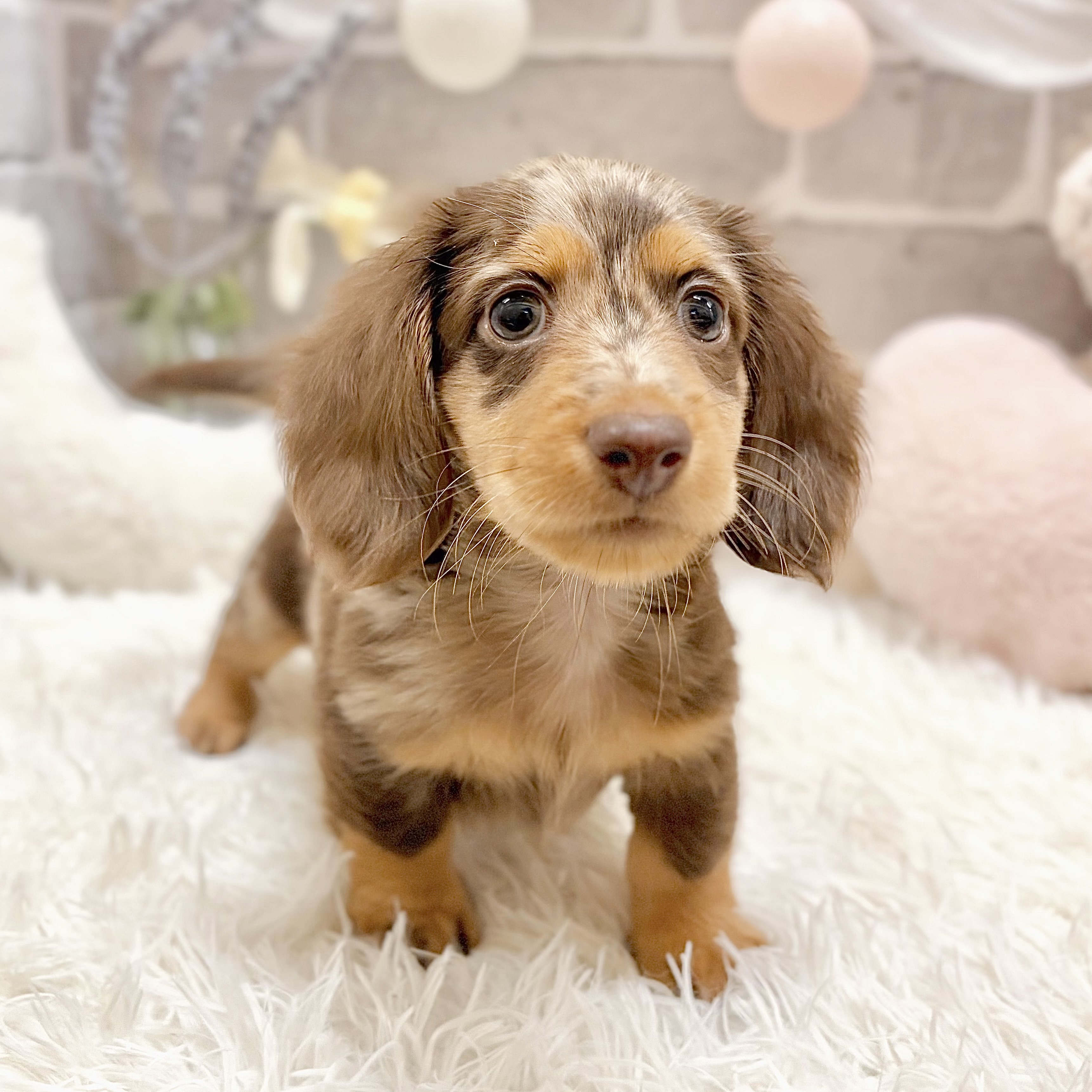 兵庫県のミニチュアダックスフンド(ロング) (犬の家＆猫の里神戸店/2026年6月7日生まれ/男の子/チョコレートダップル)の子犬の1枚目の画像
