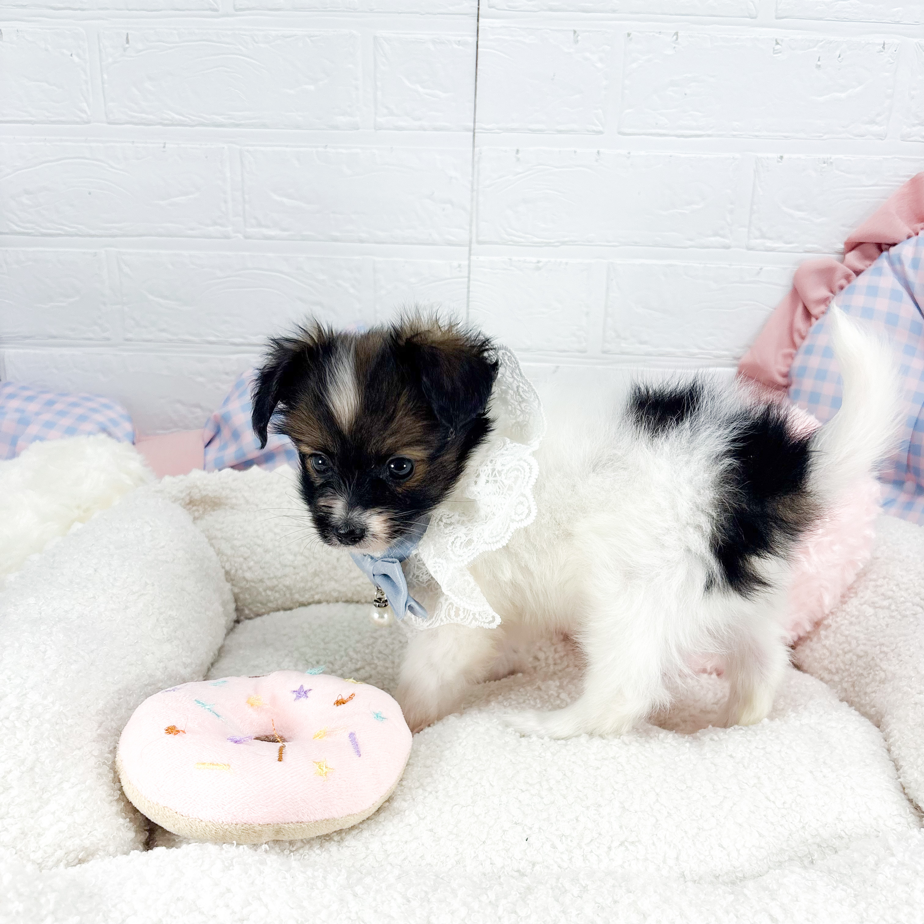 神奈川県のパピヨン (犬の家＆猫の里元住吉ブレーメン通り店/2025年9月2日生まれ/男の子/ホワイトブラウン)の子犬の1枚目の画像